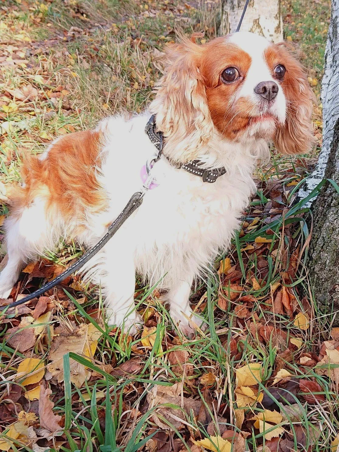 En liten hund med lång vit och brun päls sitter på hösten bland fallna löv och gräs.