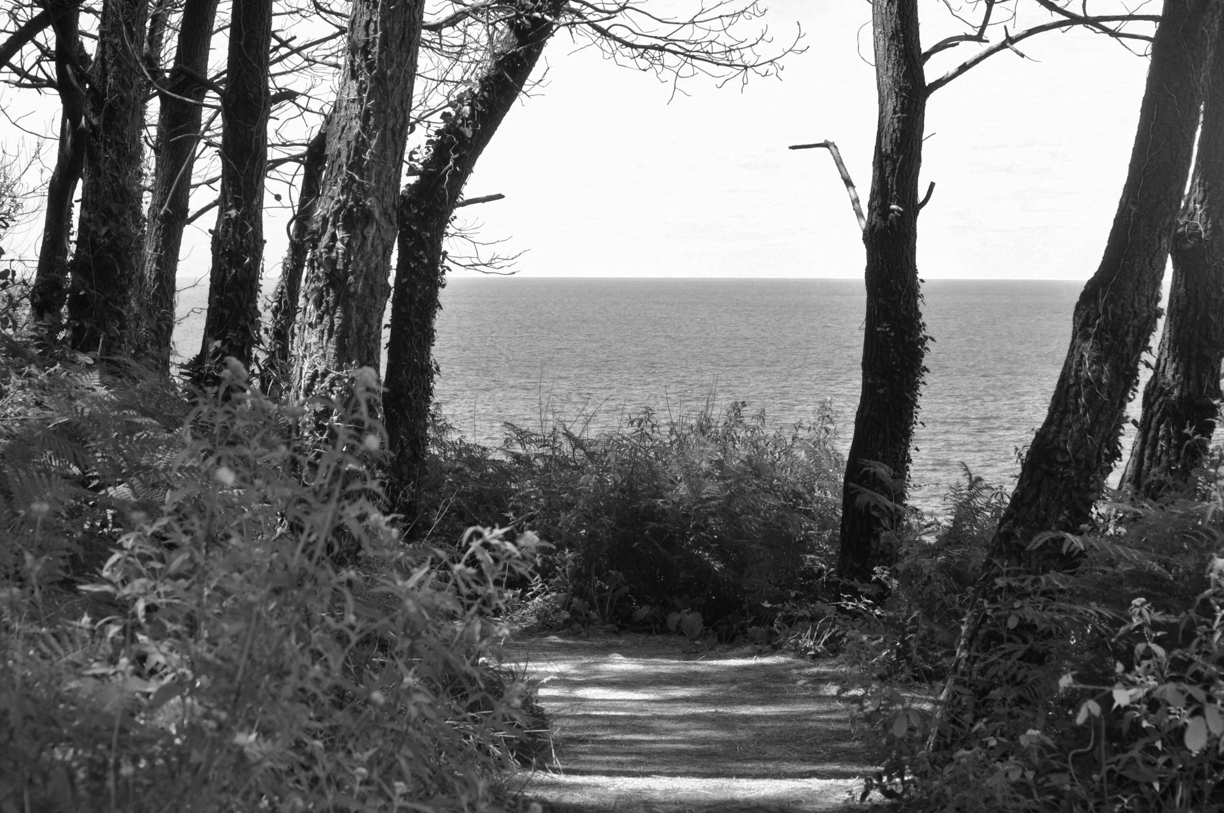 A black and white photo of a dirt path through a wooded area leading to a view of the ocean with trees on either side.