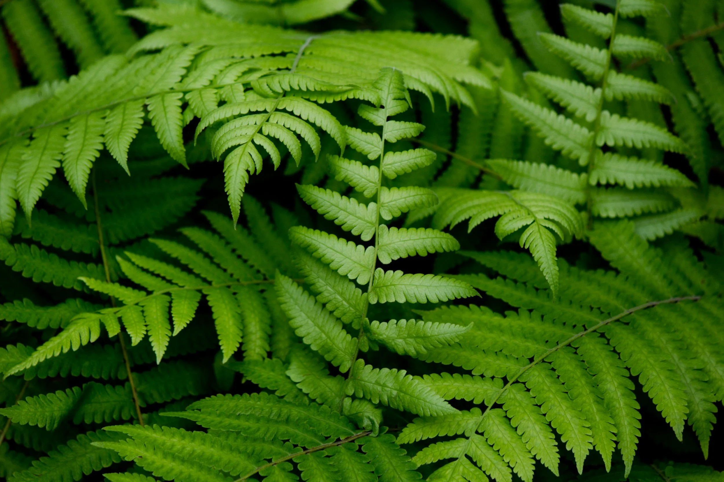 Closeup of a fern.