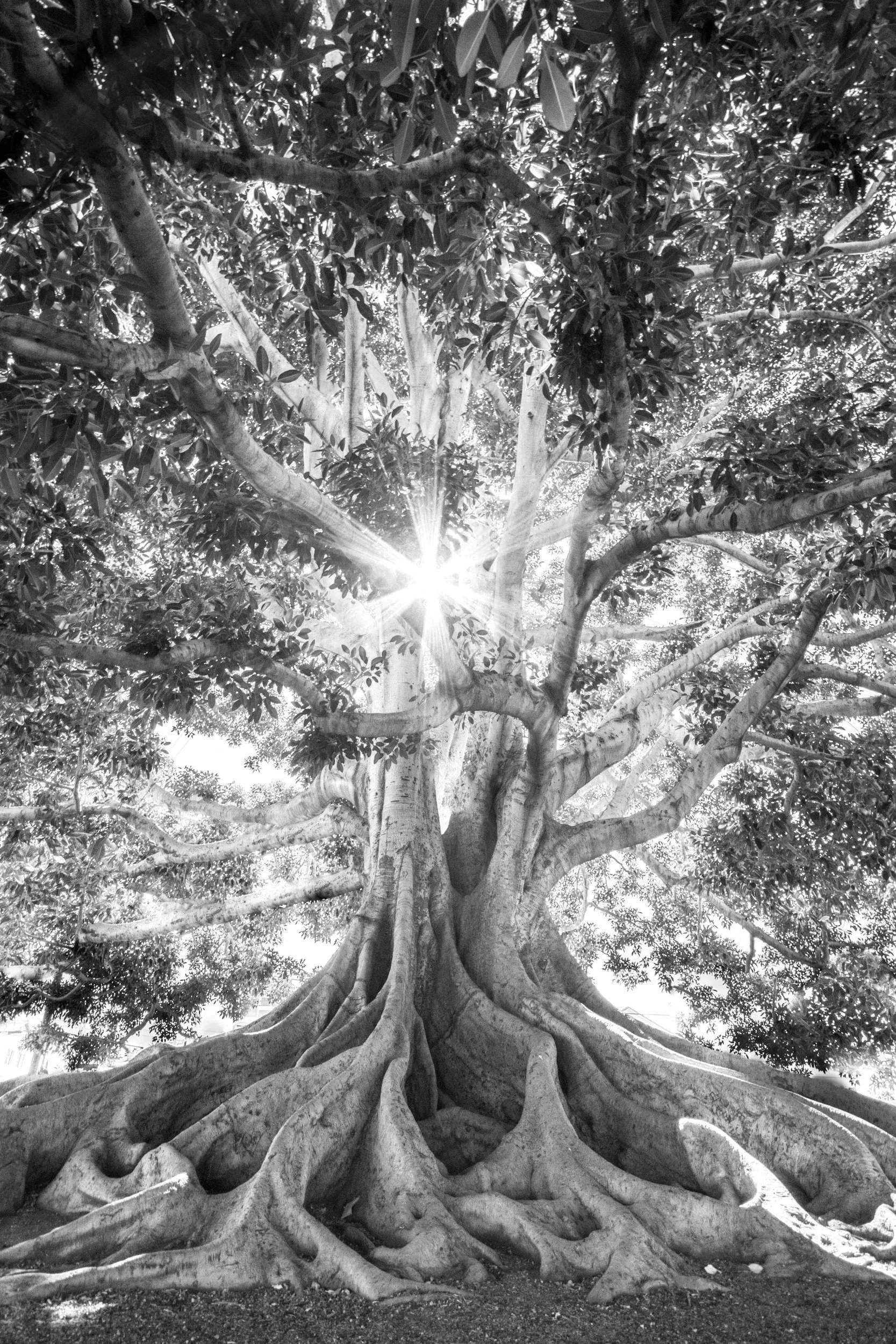 Sunlight filtering through the branches of a large tree, symbolizing nervous system regulation and the grounded, humanistic approach to healing at Peace Humanistic Therapy.