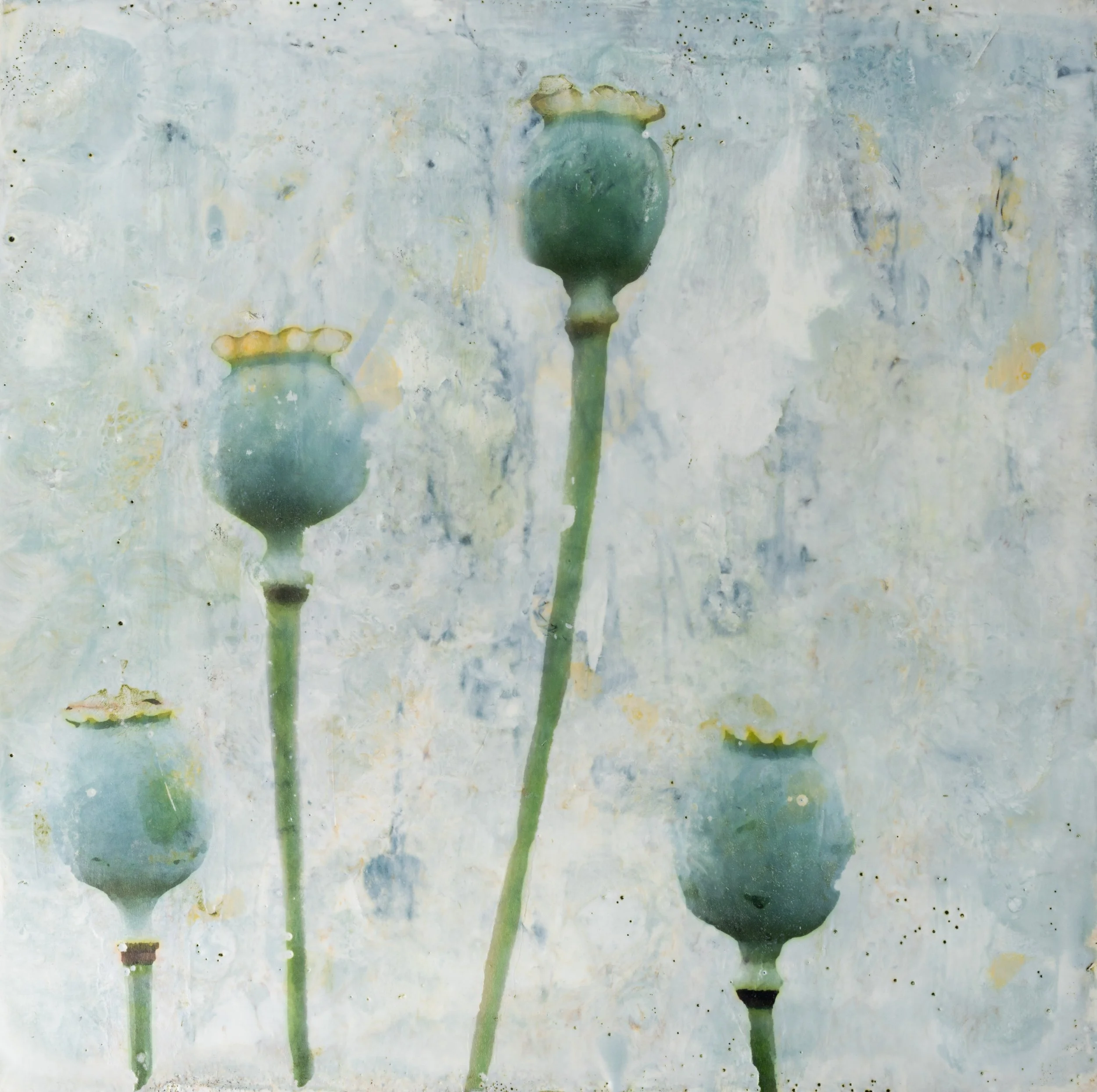 Poppies in Blue