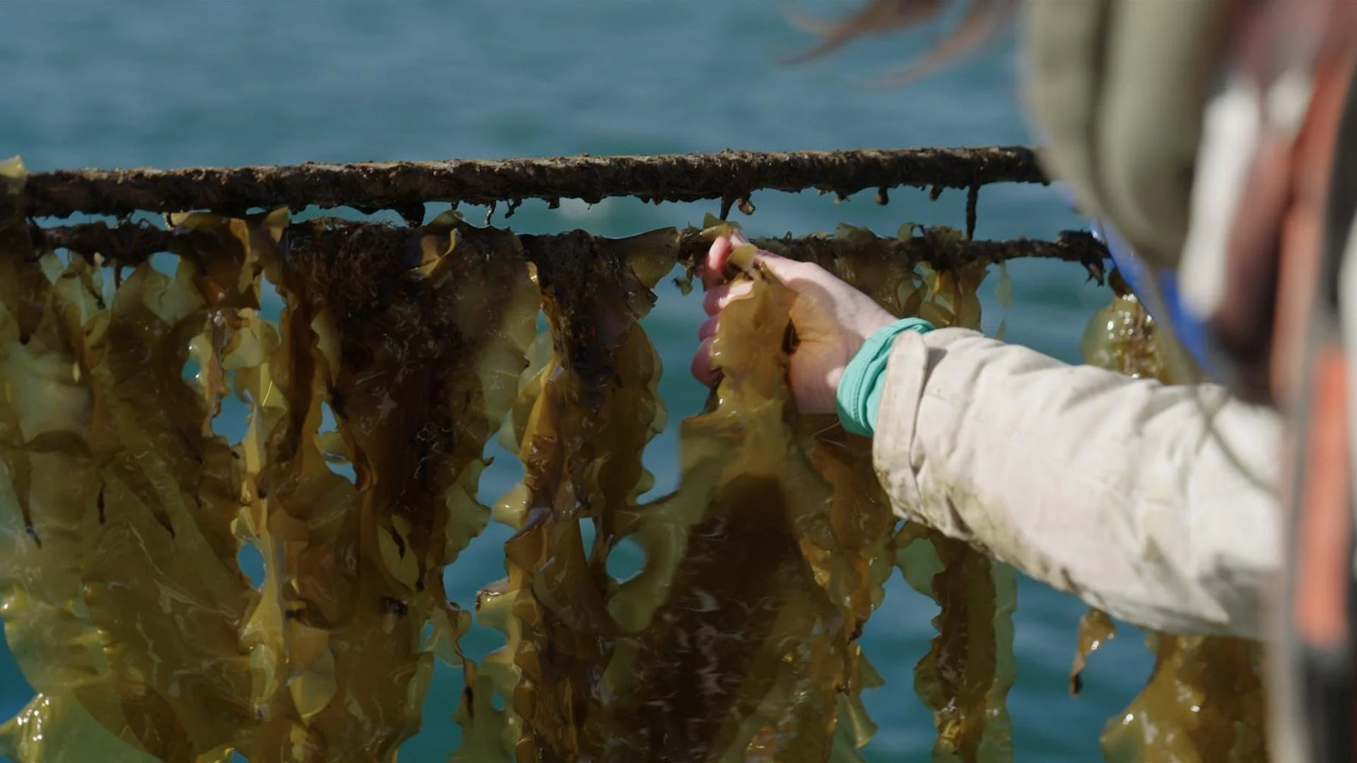 Episode 9 - ADAM: Seaweed Dreams
