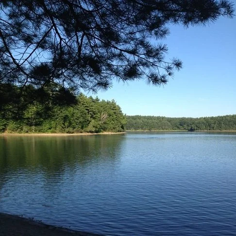 a summer photo of walden pond in concord, ma