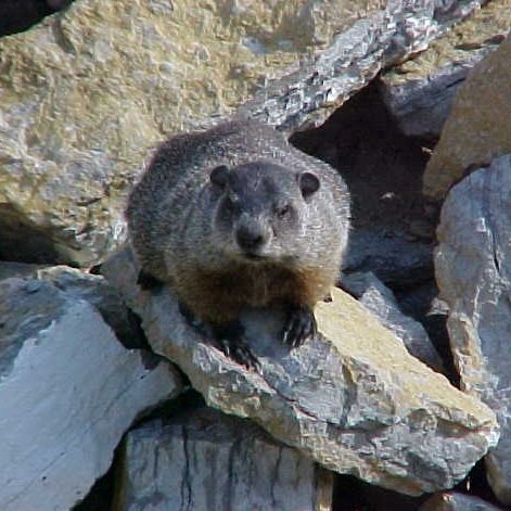 A beaver sitting on a rock