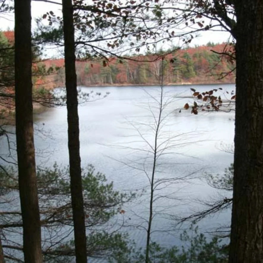 an autumnal photo of walden pond in concord, ma