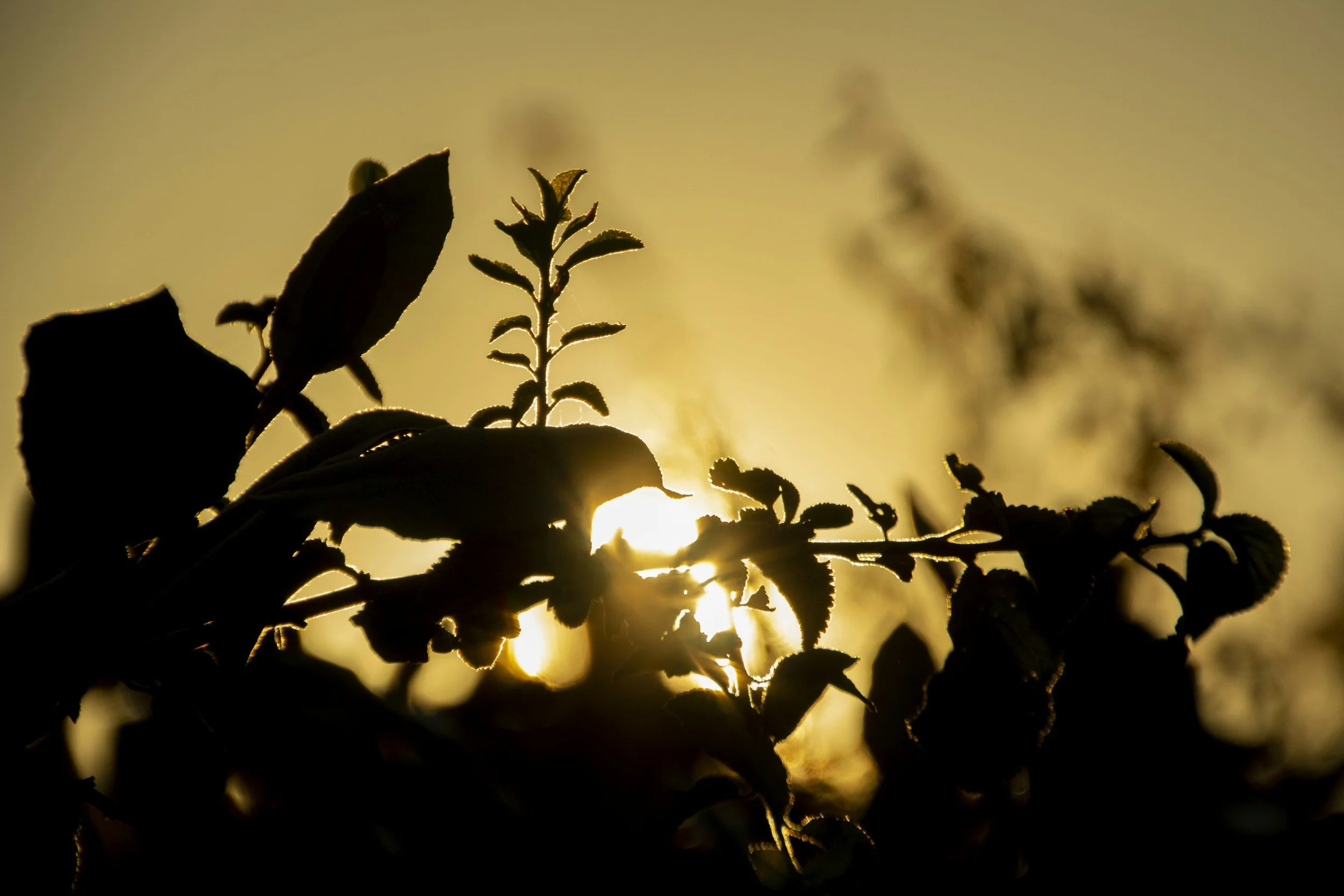 Sunlight filtering through leaves, symbolizing calm and reflection