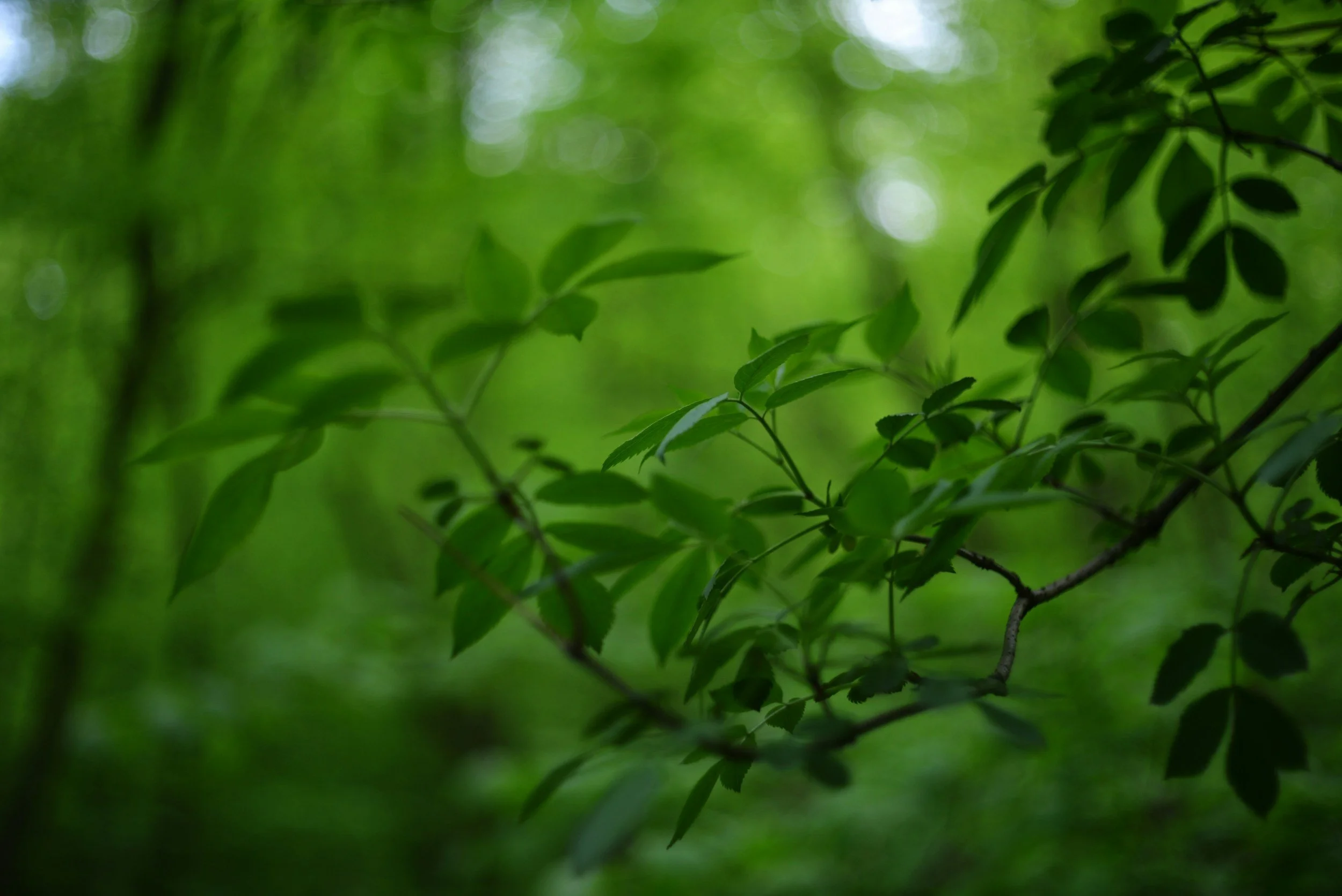 Green leaves on a branch in soft natural light, representing grounding and regulation after emotional strain and collective trauma.