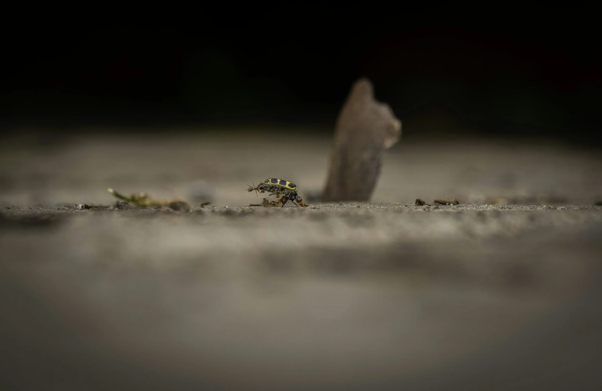 Close-up photograph of a small bug walking across sandy ground with shallow depth of field, symbolizing resilience and strengths associated with ADHD.