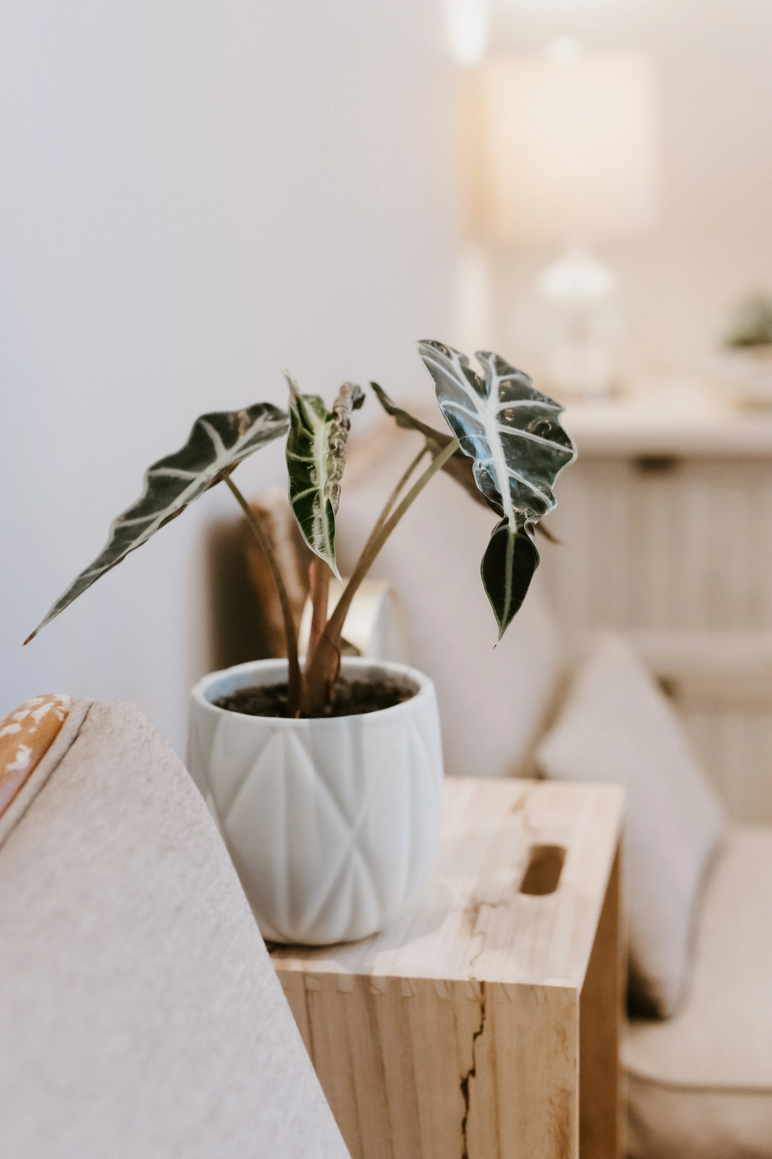 A potted plant with dark green, variegated leaves on a wooden side table in a cozy living room.