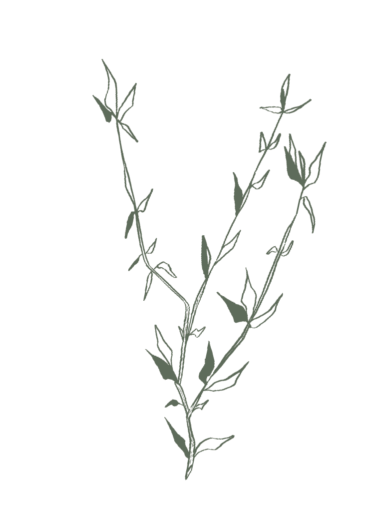 Drawing of a sprig of green leafy plant with thin stems and elongated leaves.