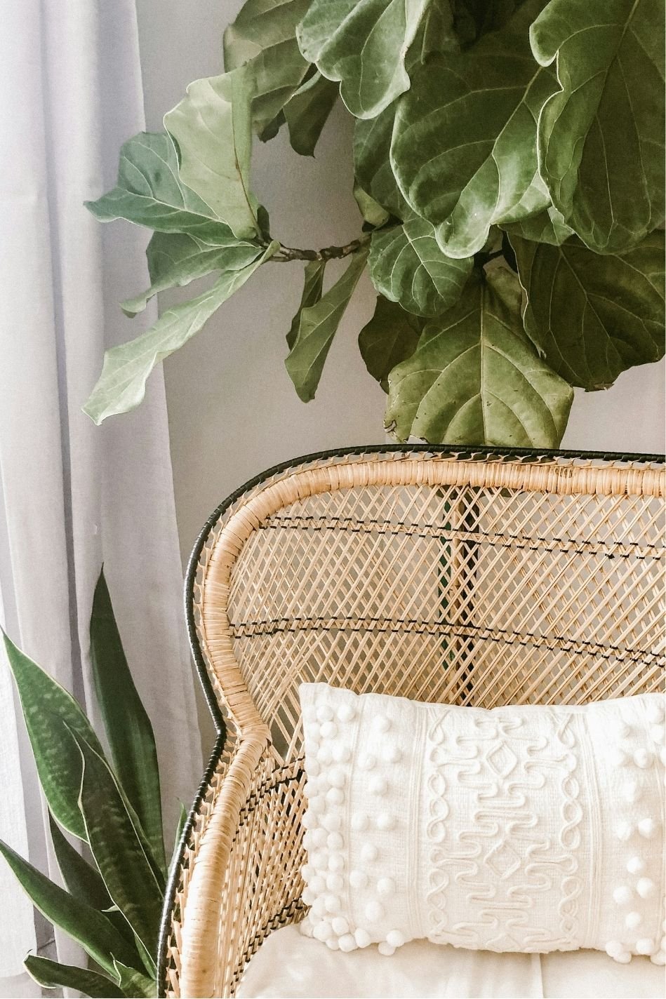 A rattan chair with a white decorative pillow, surrounded by green leafy plants, near a window and white curtains.