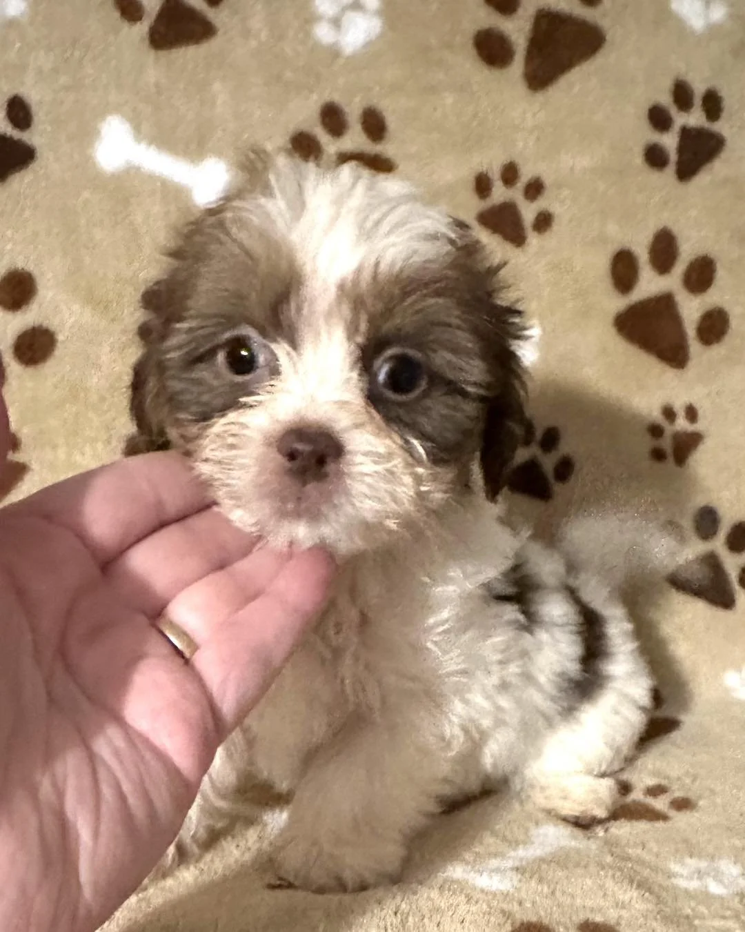 🌟🐾 At Sue Sue&rsquo;s Precious Puppies, we adore our furry friends! From playful poodles to charming Morkies and delightful Maltipoos, each breed fills our hearts with joy! ❤️🐶 Visit our website today for more cute fur babies!
#PuppyLove #SueSuesP