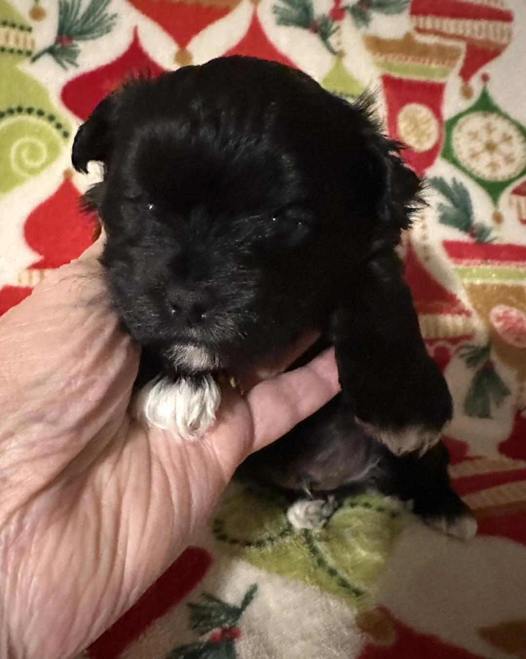 Want to see more cute 🥰 puppies for Christmas??? Head to our website https://www.suesuespuppies.com/shop-1
#puppy #puppies #puppylove 

Sue Sue&rsquo;s Precious Puppies 
601-498-9485
Susanmerritt1@gmail.com
SAY YOU SAW IT ON FACEBOOK
#pet #petlovers