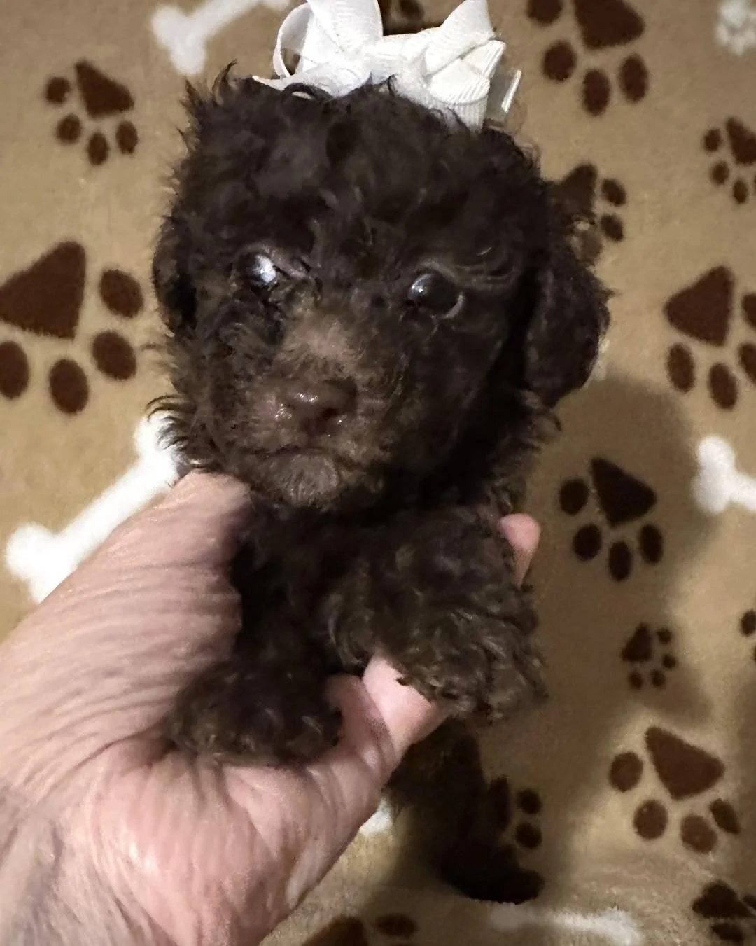 Happy #cybermonday 
Take a break from your shopping and come look at some beautiful little puppies on our website
#puppy #puppies #puppylove 

Sue Sue&rsquo;s Precious Puppies 
601-498-9485
Susanmerritt1@gmail.com
SAY YOU SAW IT ON FACEBOOK
#pet #pet