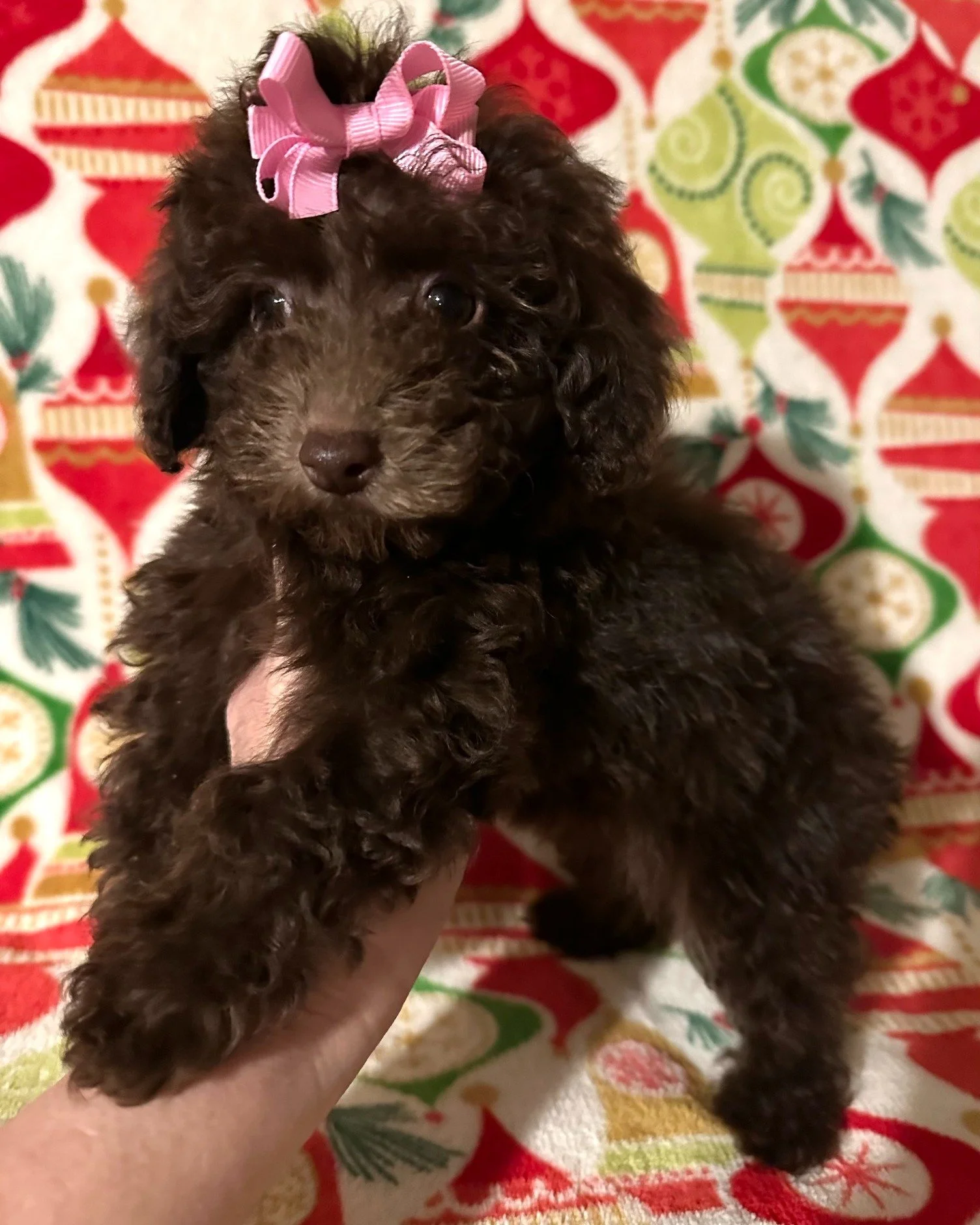Update Poodle Photos!!
#puppy #puppies #puppylove 

Sue Sue&rsquo;s Precious Puppies 
601-498-9485
Susanmerritt1@gmail.com
SAY YOU SAW IT ON FACEBOOK
#pet #petlovers #pets