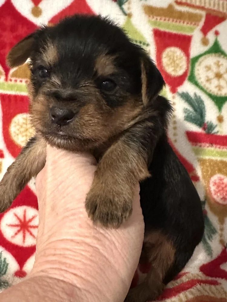 Male Yorkie Puppy
Suesuespuppies.com
#puppy #puppies #puppylove 

Sue Sue&rsquo;s Precious Puppies 
601-498-9485
Susanmerritt1@gmail.com
SAY YOU SAW IT ON FACEBOOK
#pet #petlovers #pets