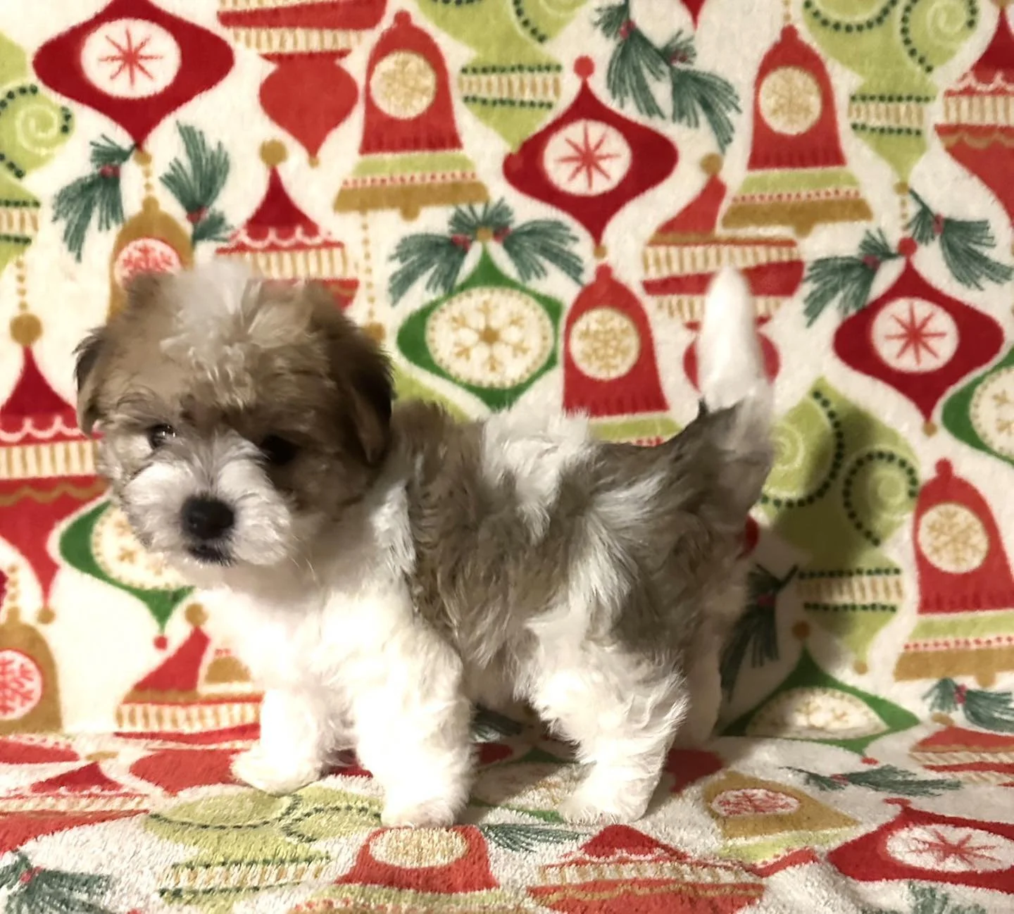 Precious Male Morkie puppy!!! 🐶 
Check out our website 👇👇👇
Suesuespuppies.com
#puppy #puppies #puppylove 

Sue Sue&rsquo;s Precious Puppies 
601-498-9485
Susanmerritt1@gmail.com
SAY YOU SAW IT ON FACEBOOK
#pet #petlovers #pets