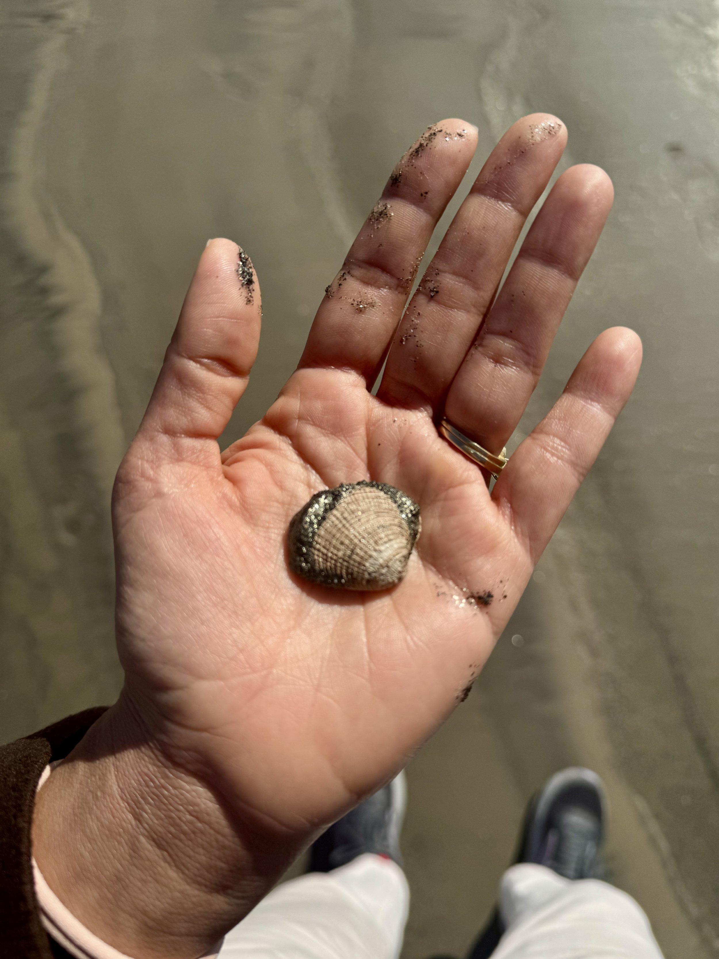 A person's hand with a shell and sand on the fingers, and a shell on the ring finger, taken from a top-down perspective.
