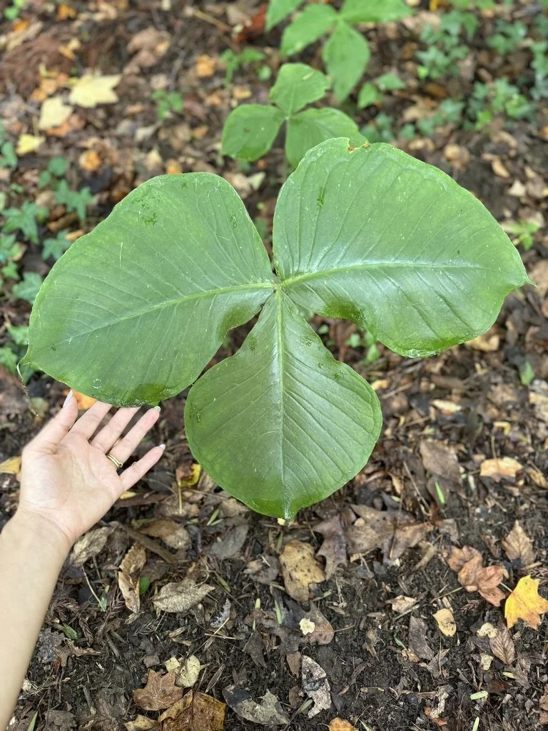 Young plant with large green leaves growing in soil with fallen leaves around.