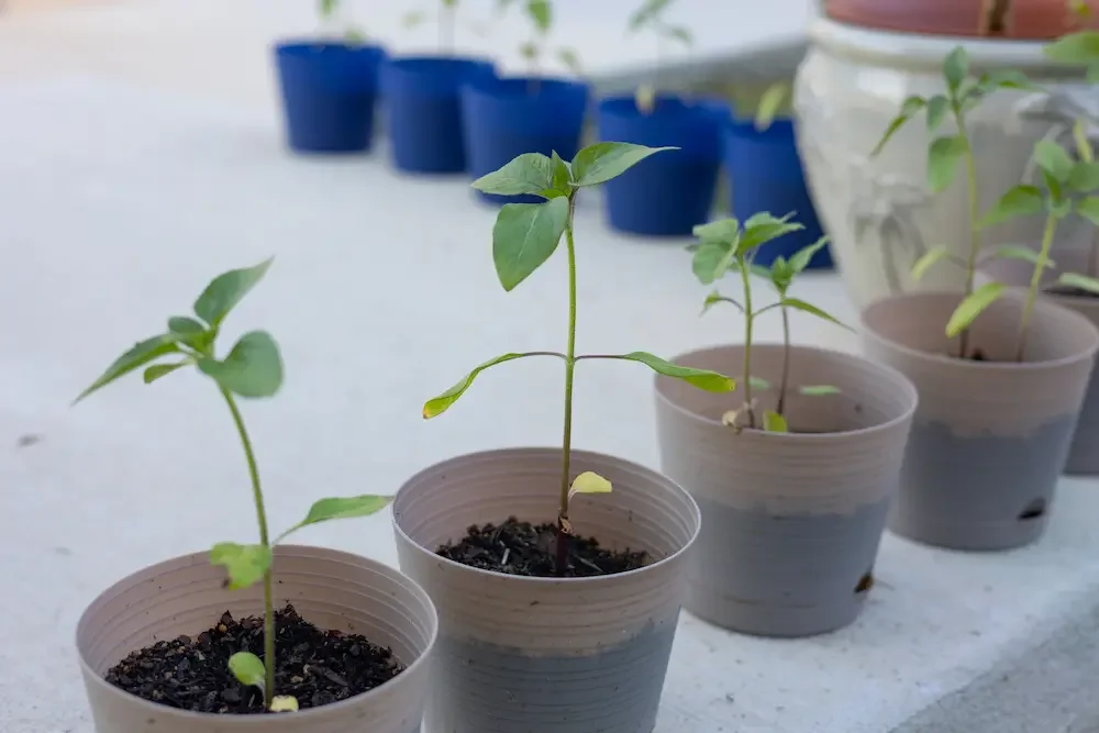 The Romans 8:28 Experience