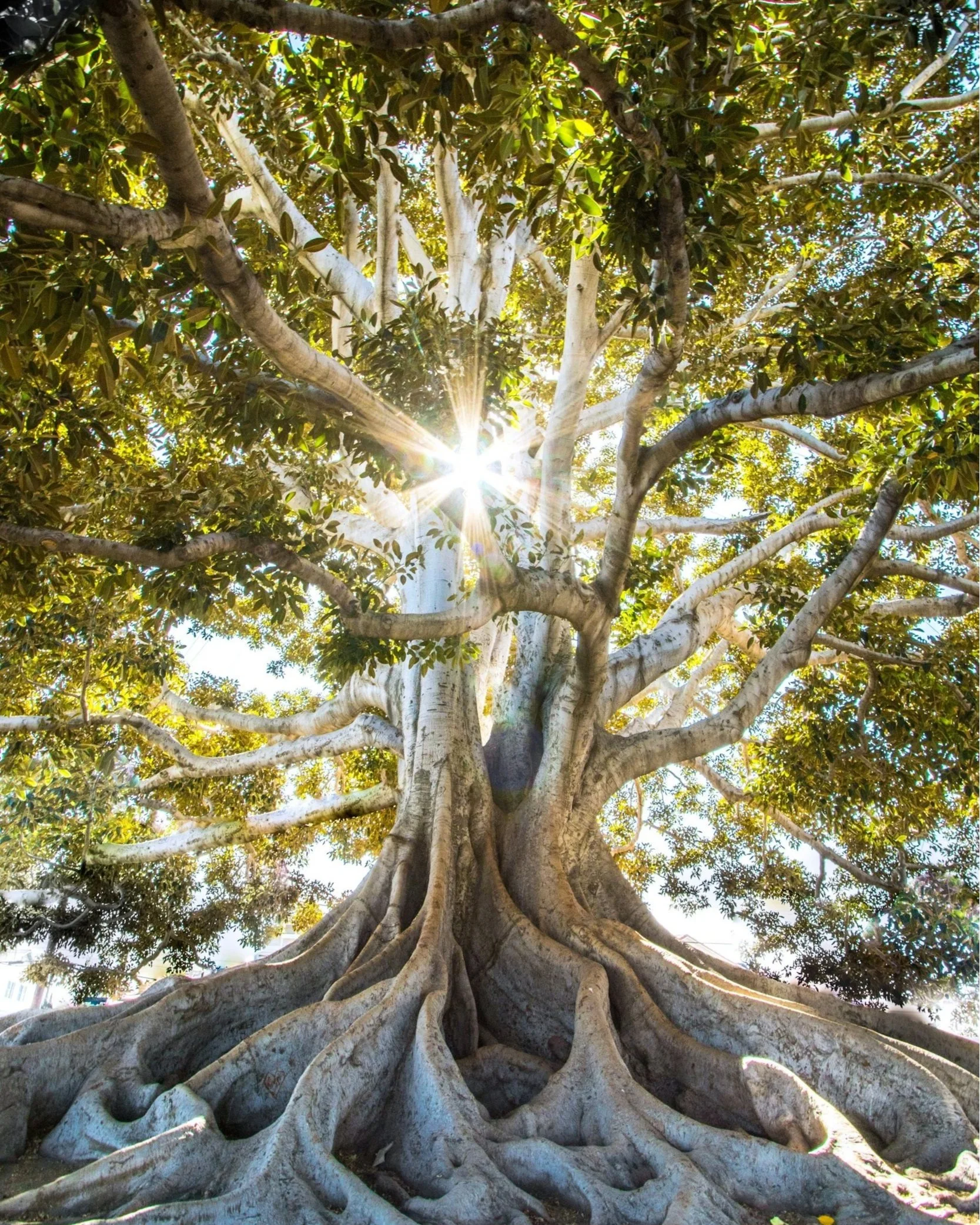 Well-grown tree with many visible roots with the sun shining behind it.