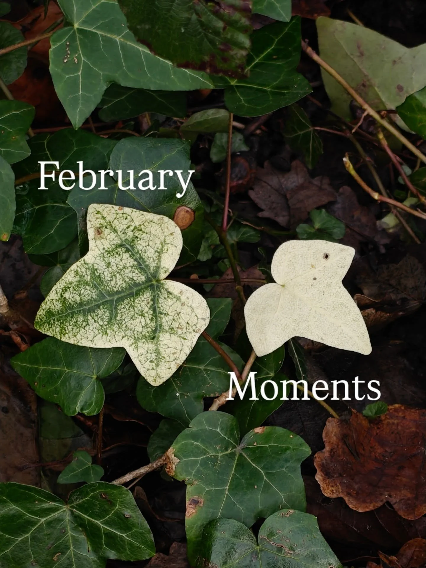 February moments 💐

Finding lots to feel grateful for at this time.