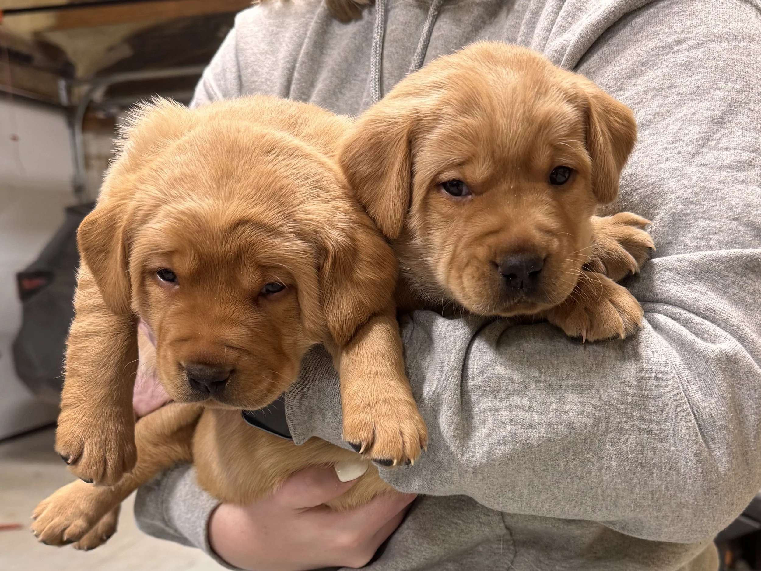 Two adorable Red Labrador Retriever puppies being held in a person's arms, indoors.