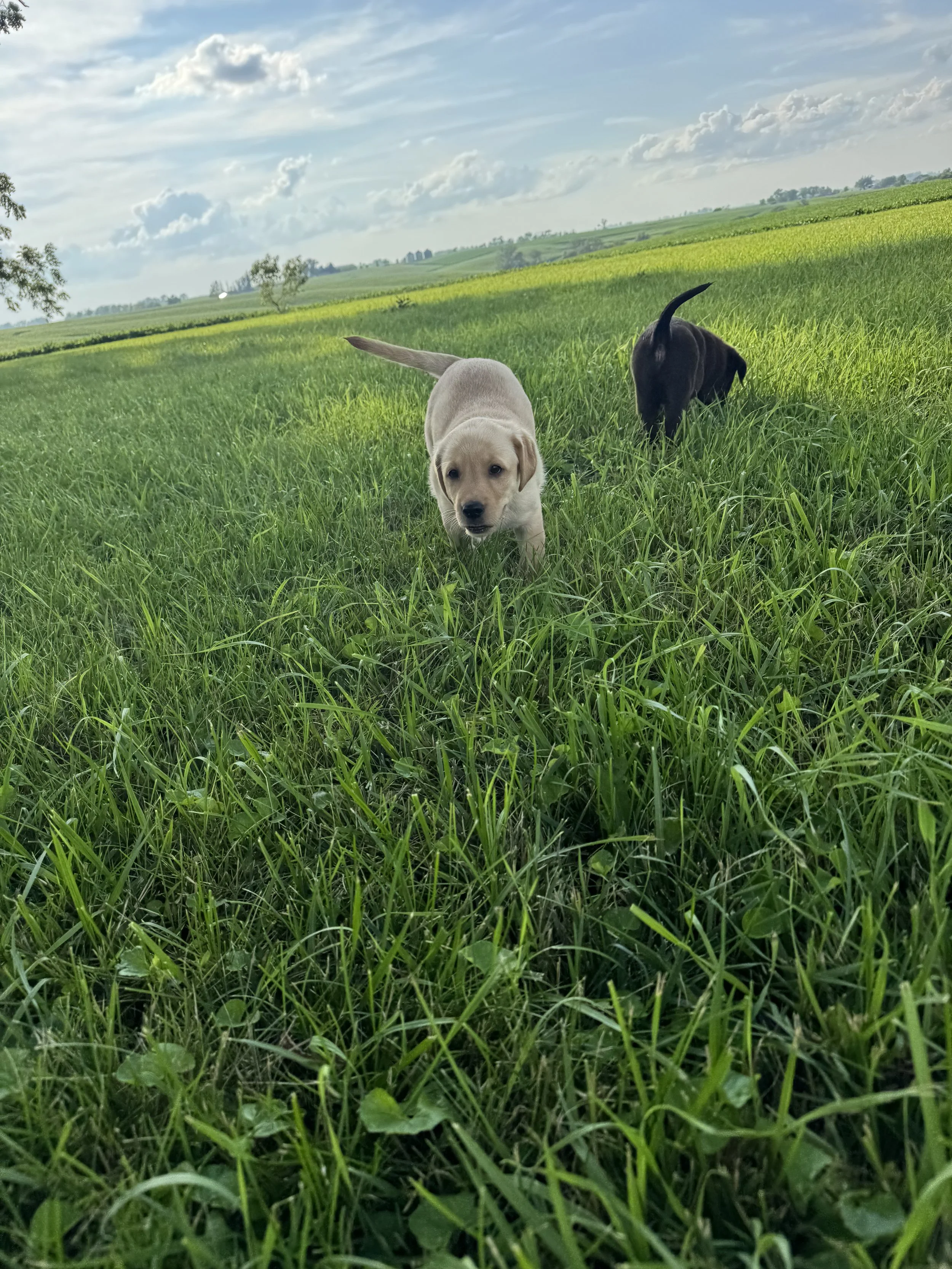 A yellow Labrador puppy and a black Labrador puppy walking through green grass in a wide open field with clouds in the sky.