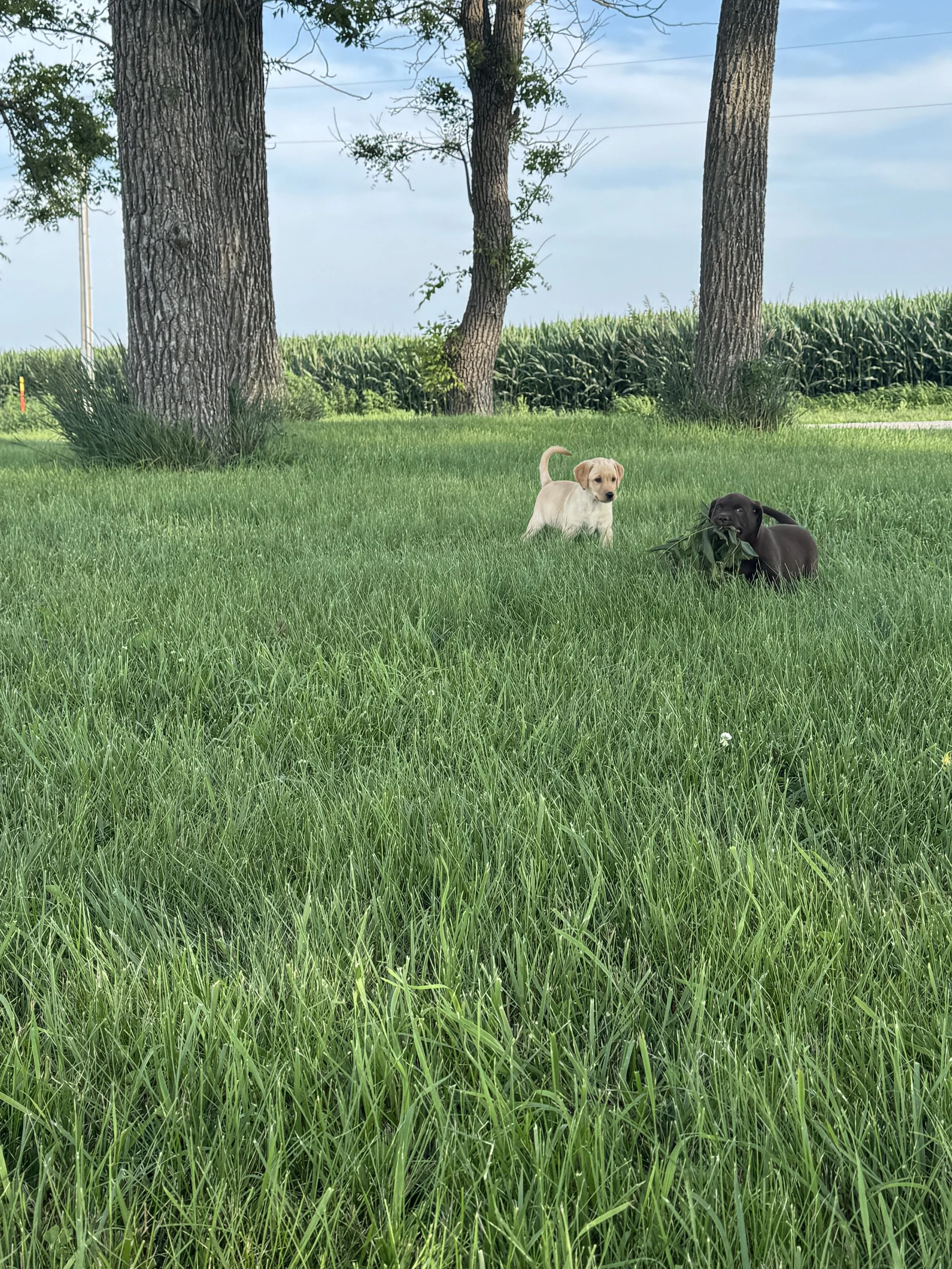 Two puppies, one yellow and one black, playing in a grassy field with large trees and a cornfield in the background.