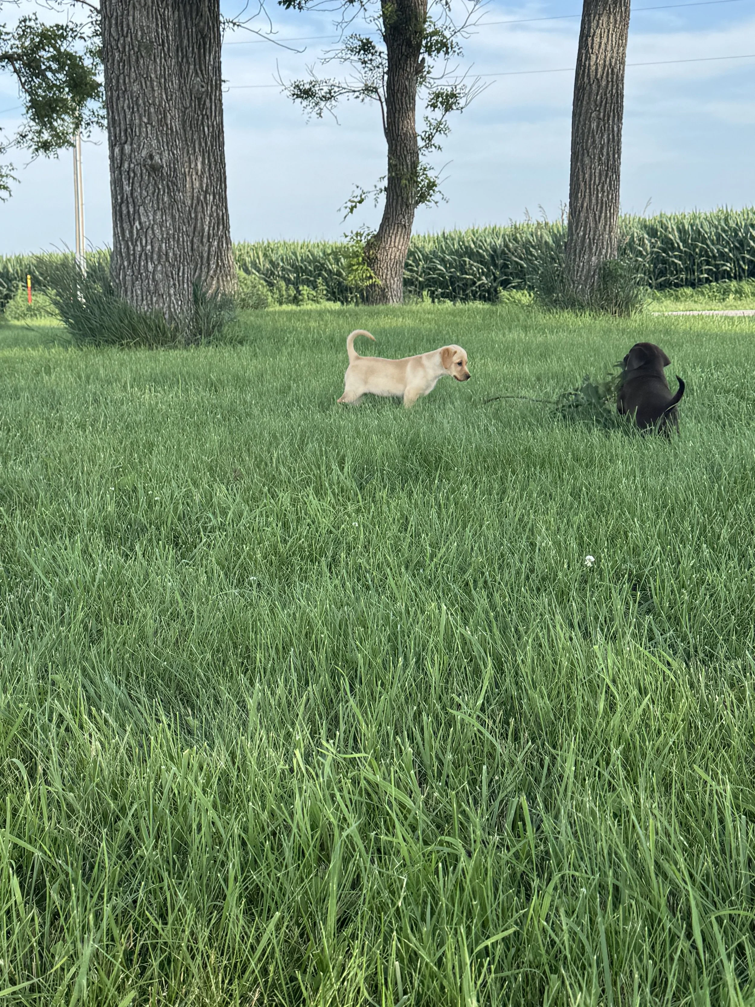 Two puppies, one yellow and one black, playing on a lush green grassy field with large trees and cornfields in the background.