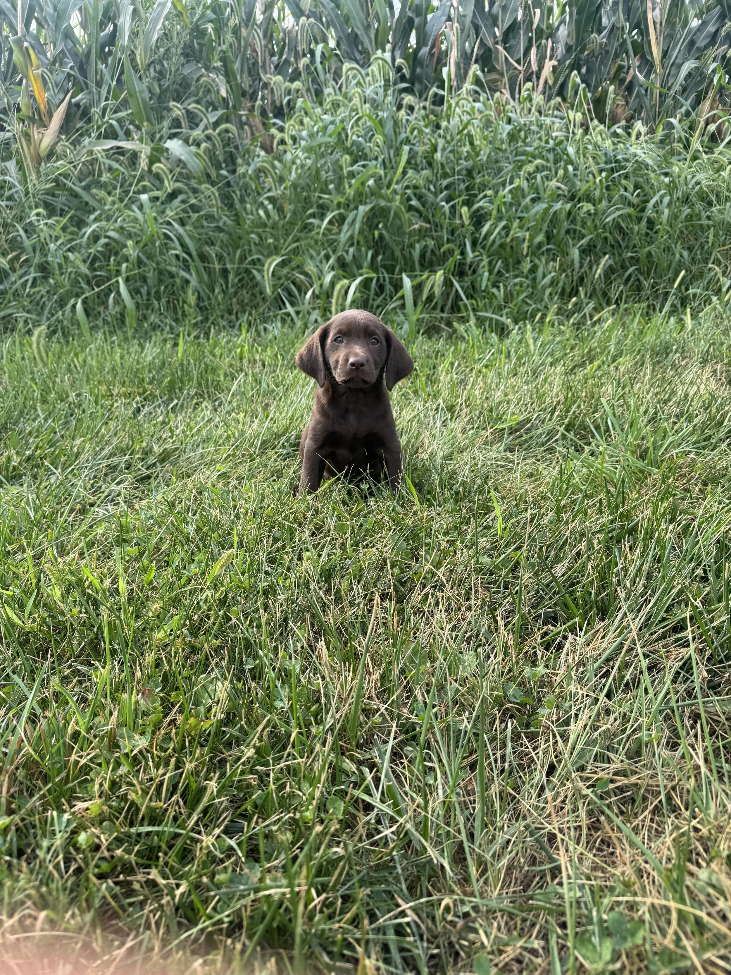 A Chocolate Labrador Retriever puppy sitting in a green yard.