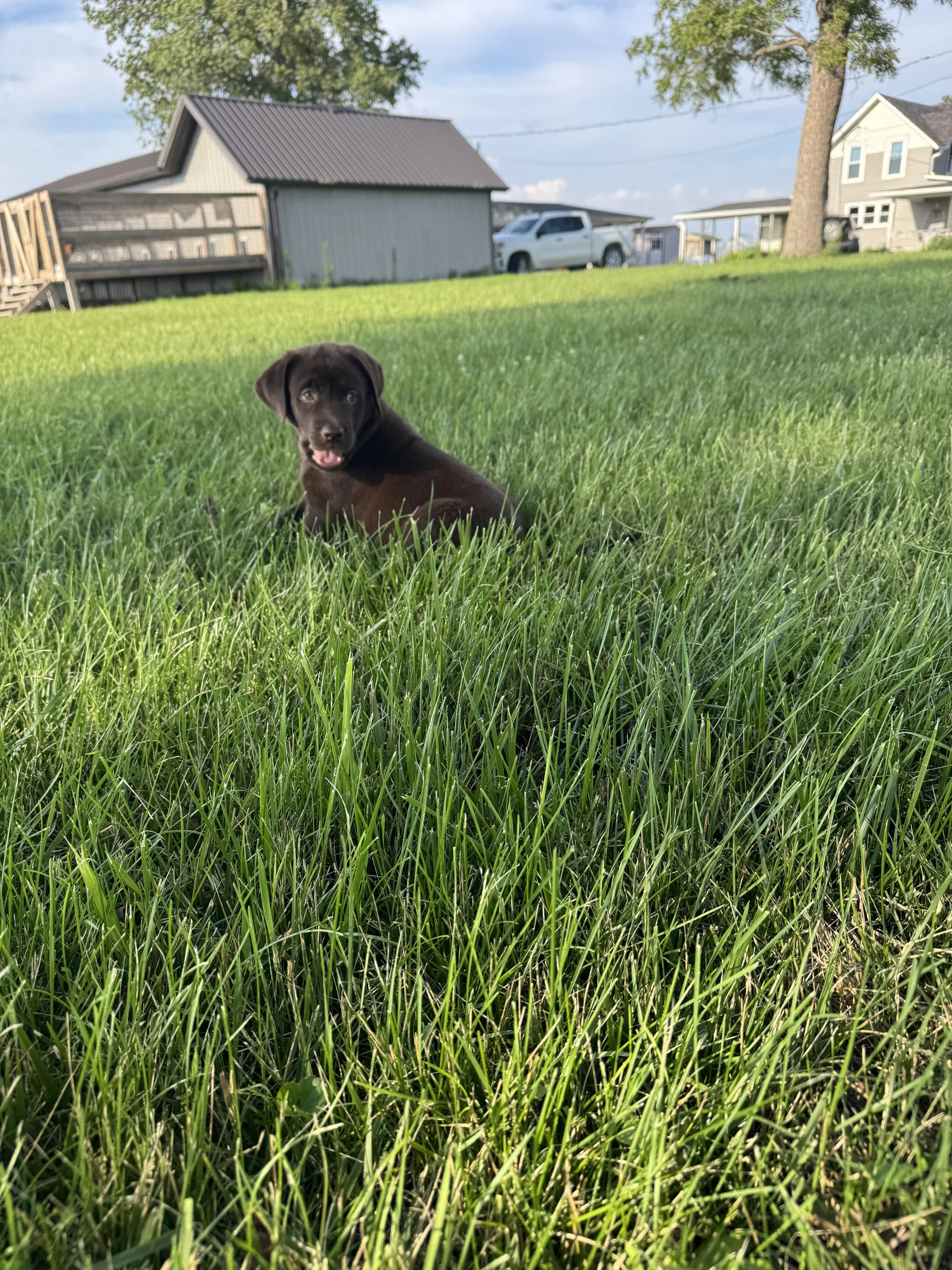 A black puppy sitting in tall green grass in a backyard with houses and trees in the background on a sunny day.