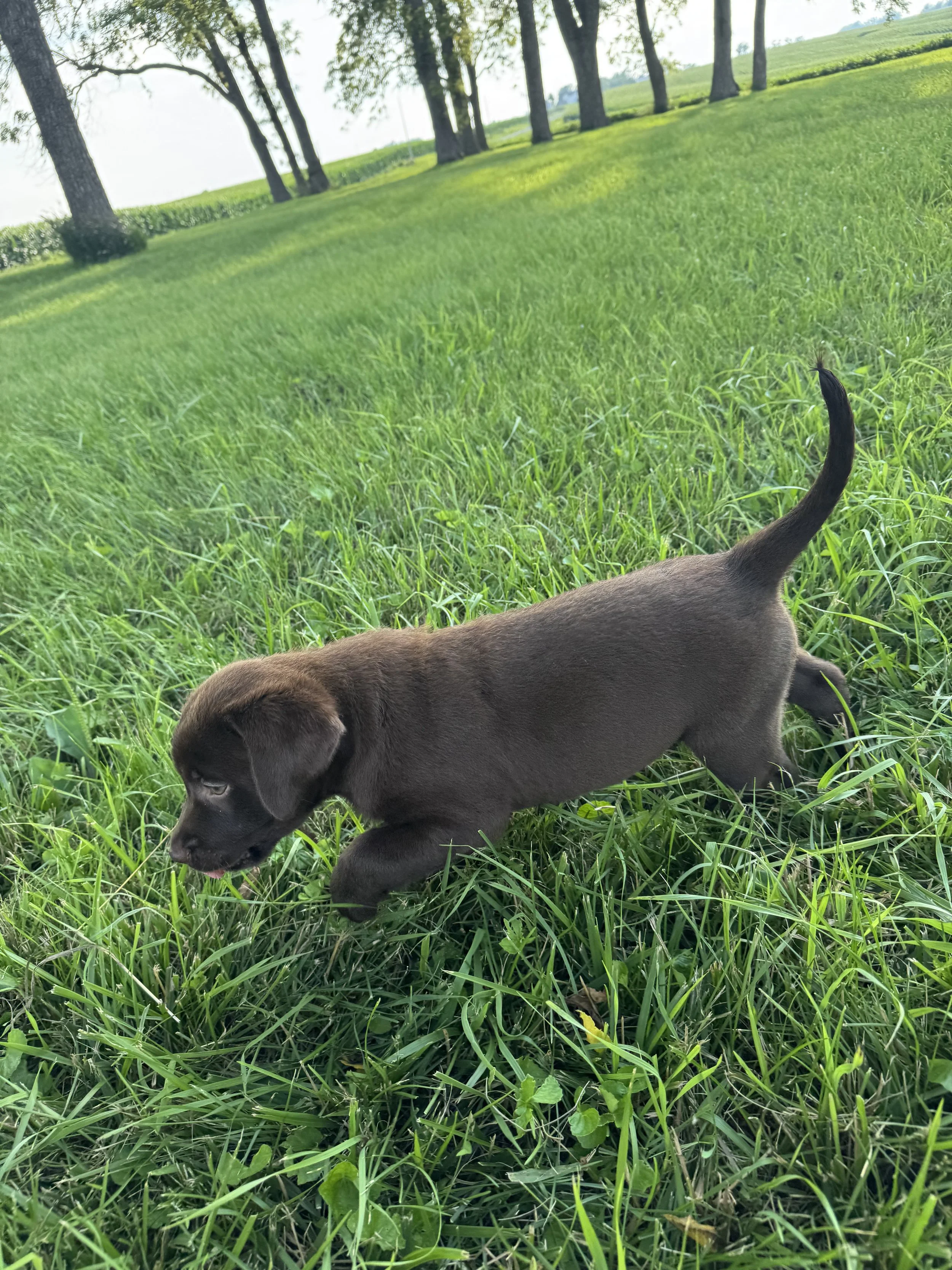 A brown puppy with floppy ears exploring on green grass in a park with trees in the background.