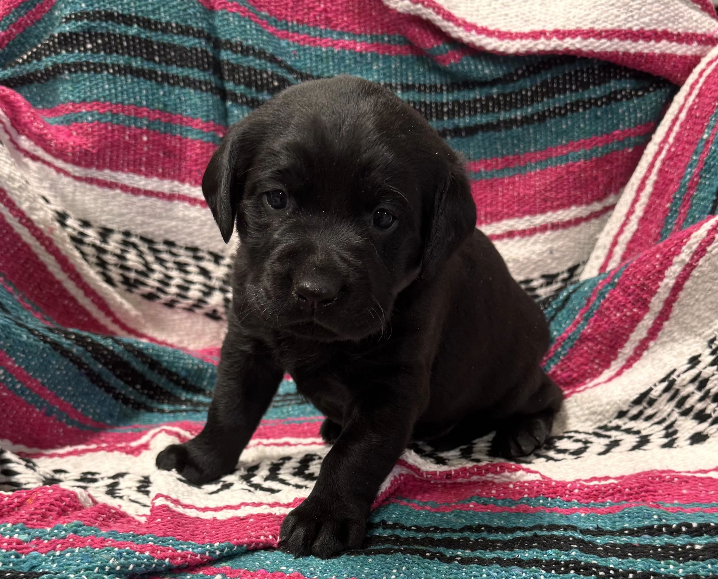 A black  Labrador retriever puppy sitting on a colorful patterned blanket with pink, teal, white, and black stripes and designs, looking at the camera.