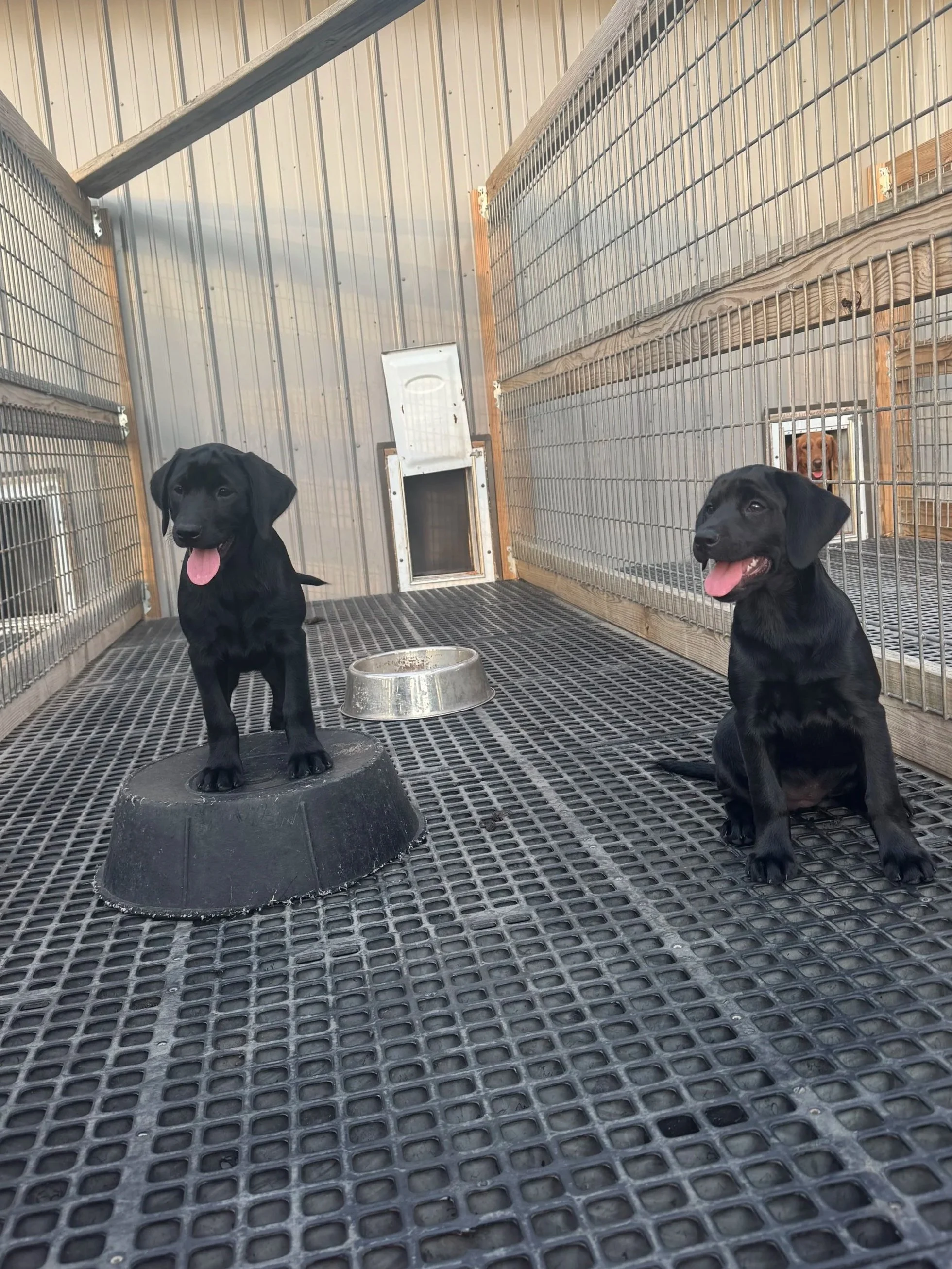 Juniper/Huckleberry