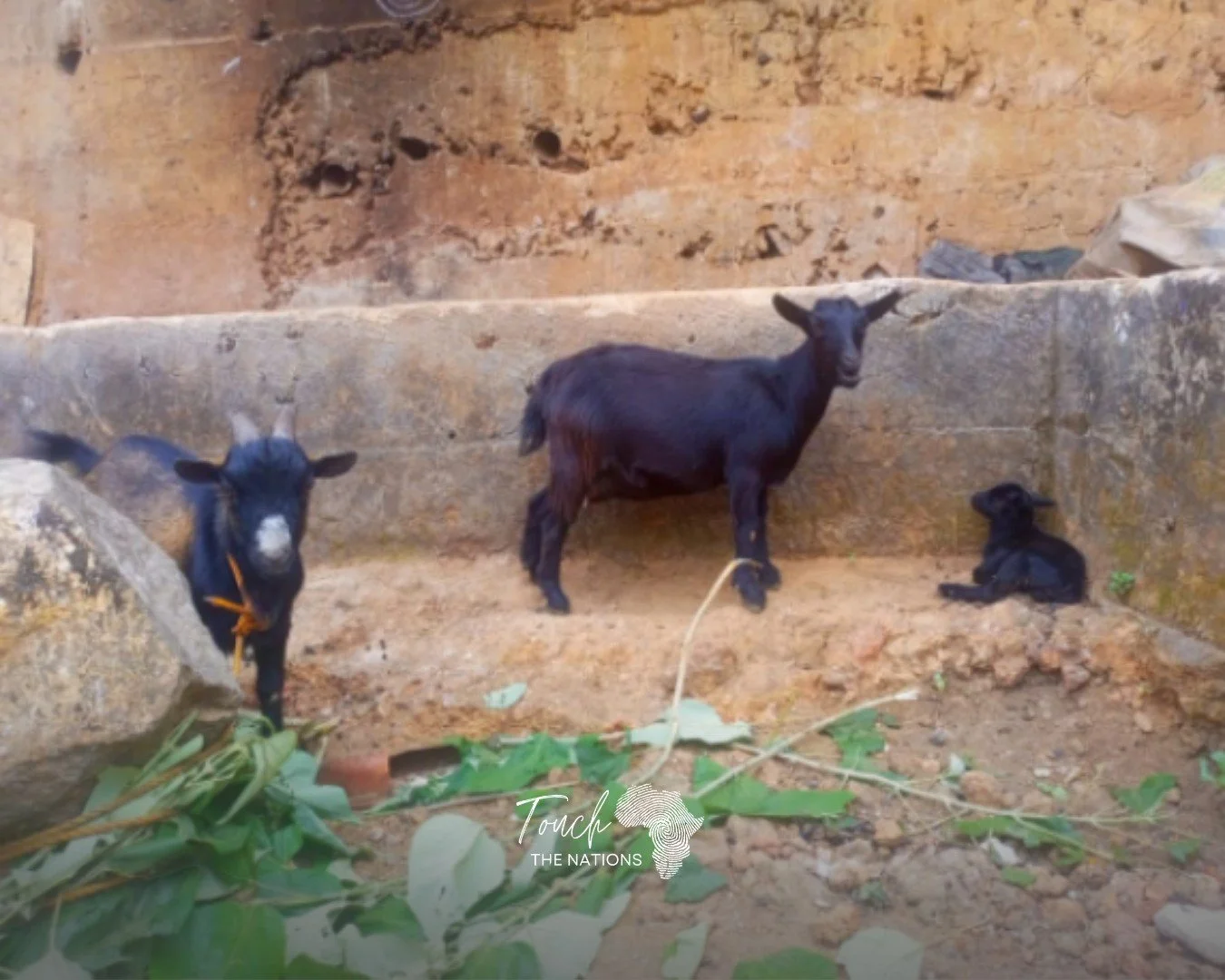 Life at Bonnie Memorial Children's Home (House of Love) includes a few four-legged residents, too.

These three goats spend their days grazing outside the BMCH compound and return to a safe place to sleep each night.

It's fun to see the animals grow