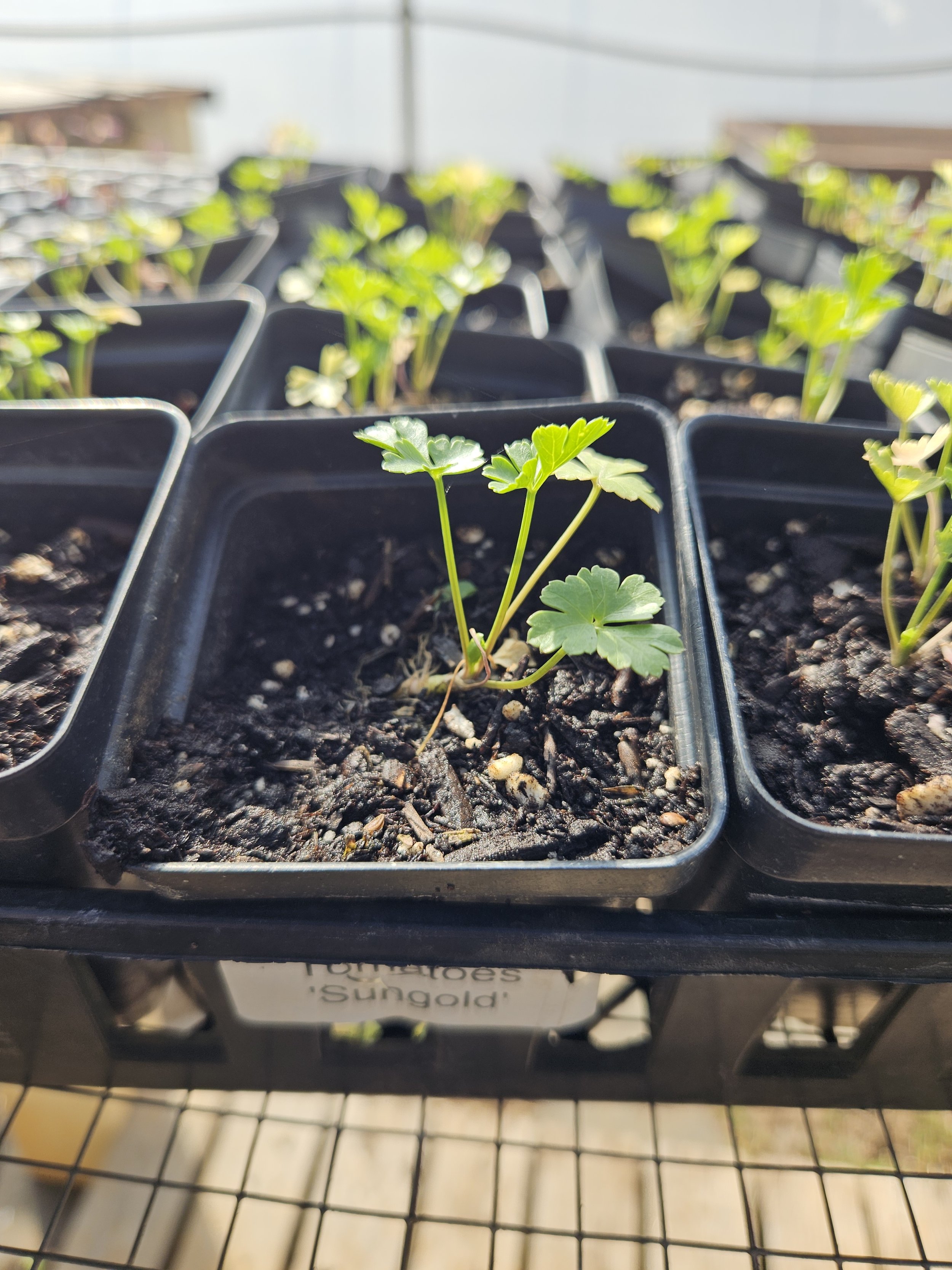 Starter Plants-Parsely