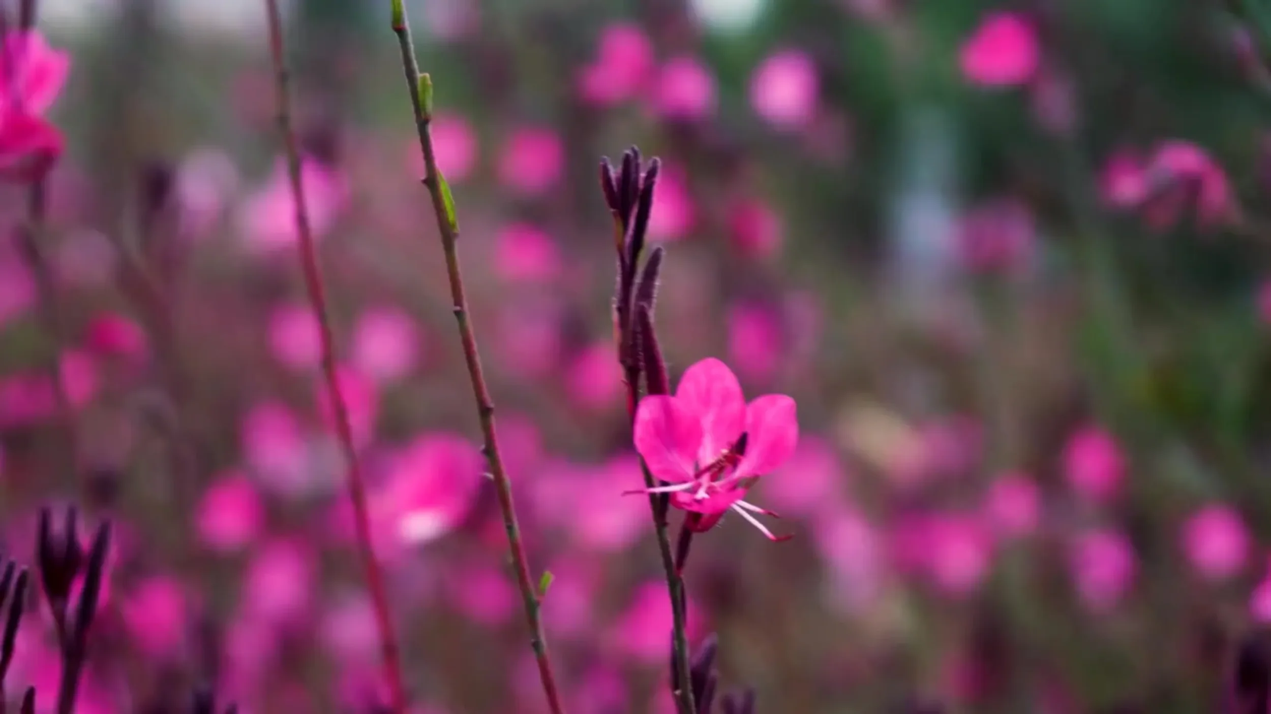 Untitled design (15).webp