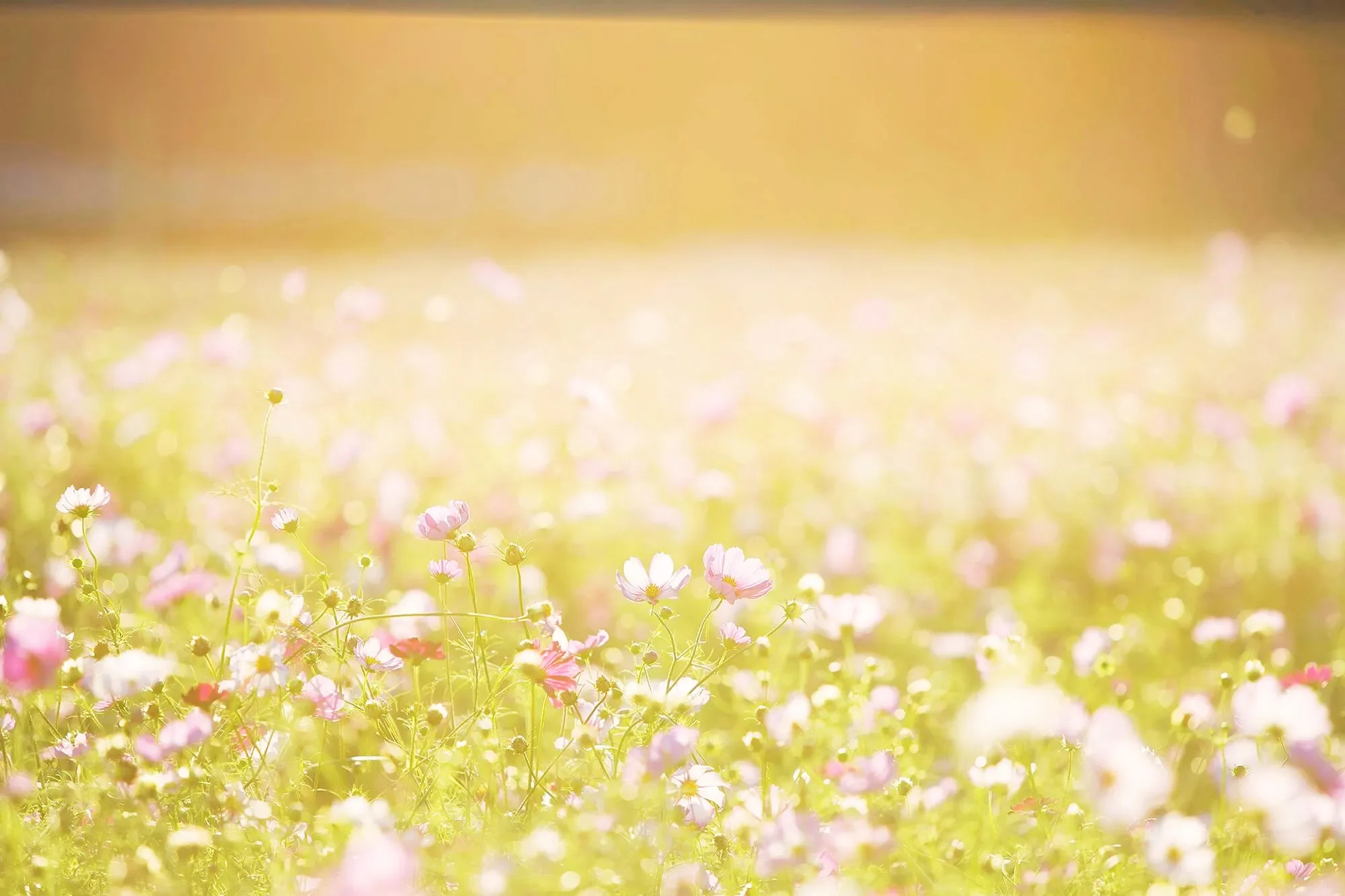 Soft sunlit field of wildflowers symbolizing hope, clarity, and the beginning of a healing journey through Christian counseling in Texas.