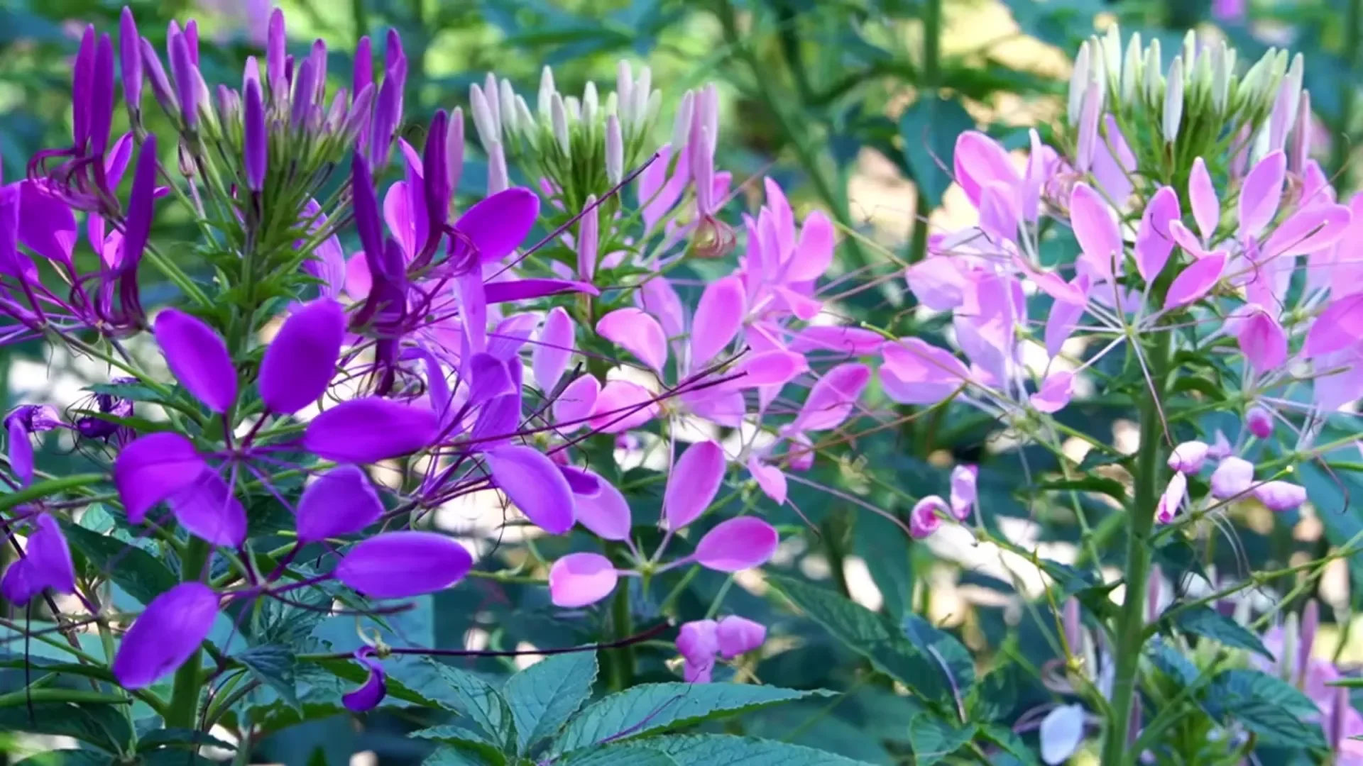 Untitled design (12).webp