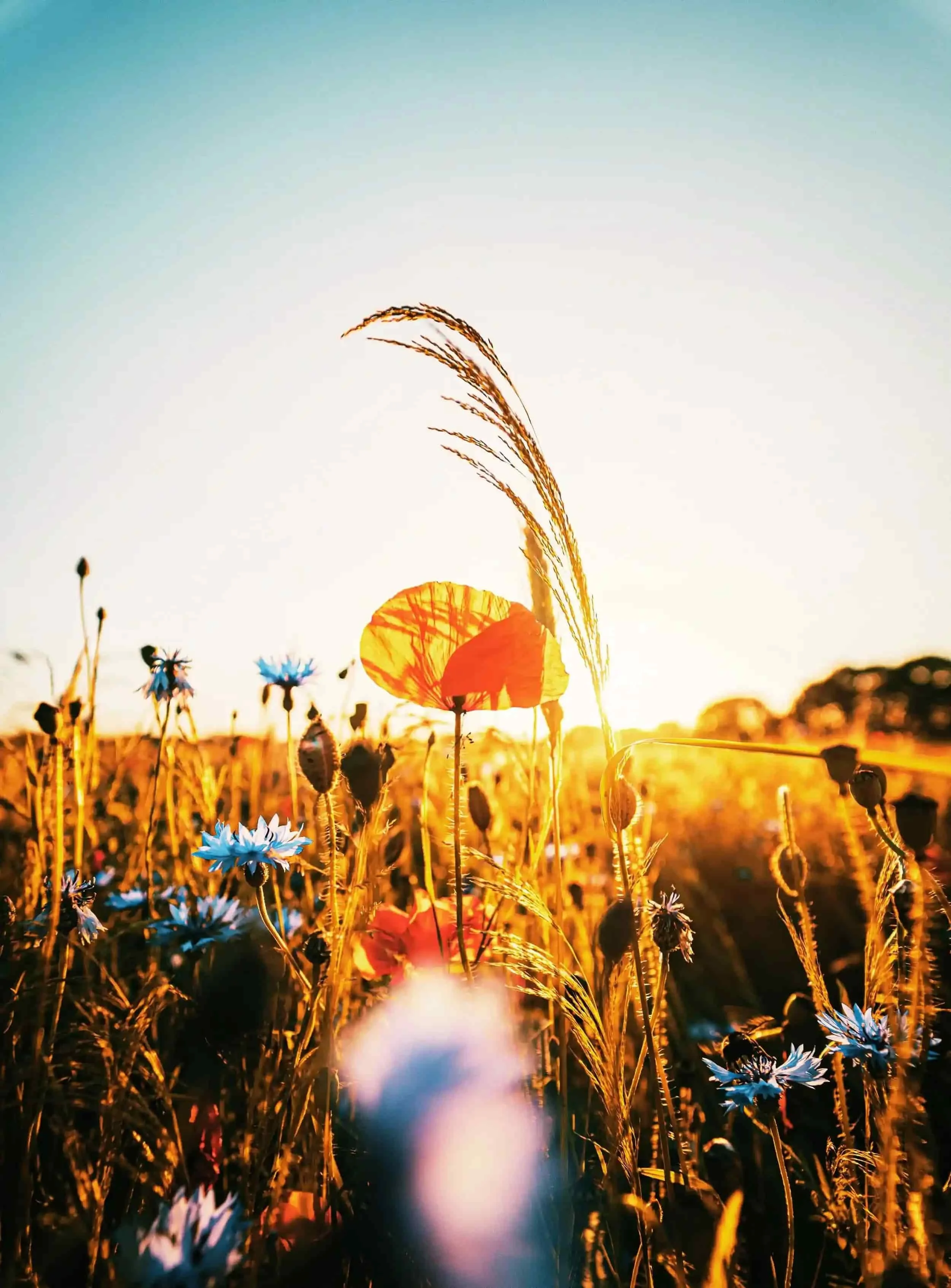 Sunlit wildflowers symbolizing emotional healing and renewed hope through Christian therapy in Texas