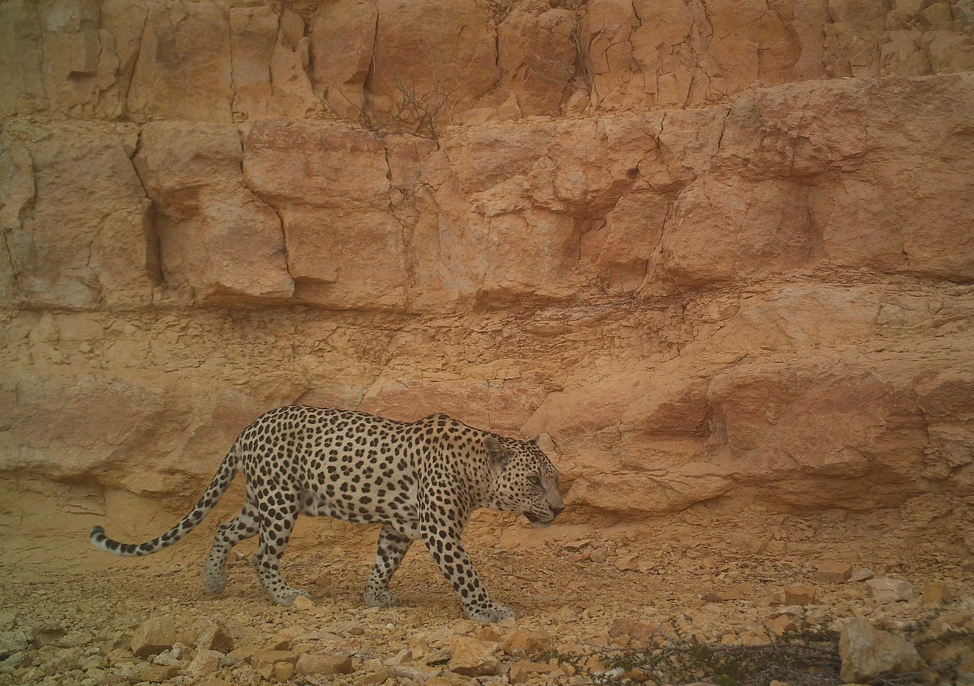 An Arabian leopard walking through a desert landscape with rocky terrain and sparse vegetation.