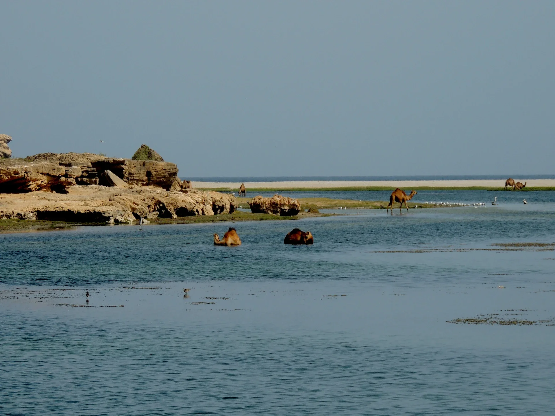 camels-khor-rori.webp