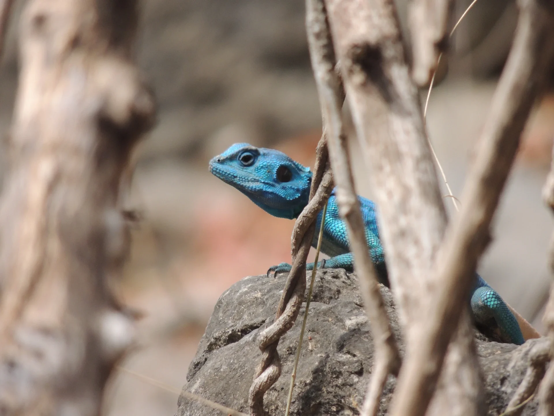 blue-agama-behind-plants.webp