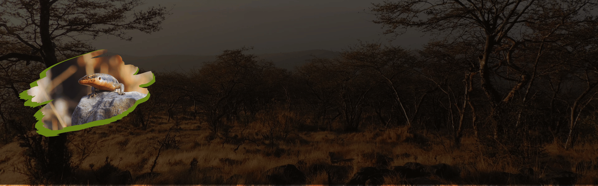Scenic view of green and brown mountainous landscape with sparse vegetation, rocks in the foreground, and ocean in the background under a clear blue sky.