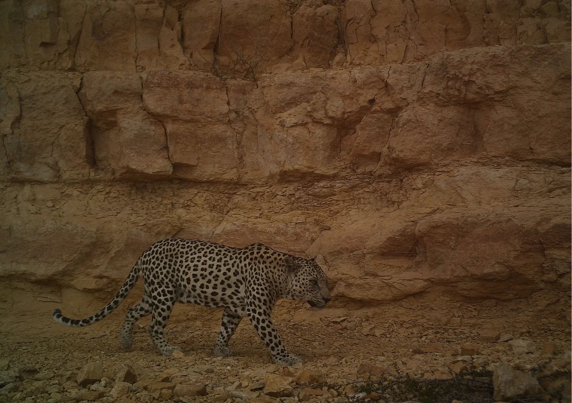 An Arabian leopard walking through a desert landscape with rocky terrain and sparse vegetation.