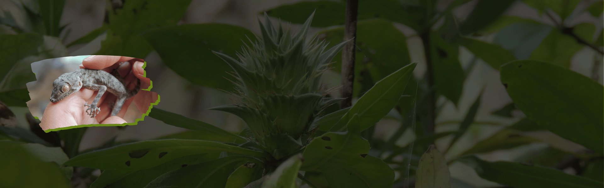 Sunset over a desert with sand dunes and mountains in the background.