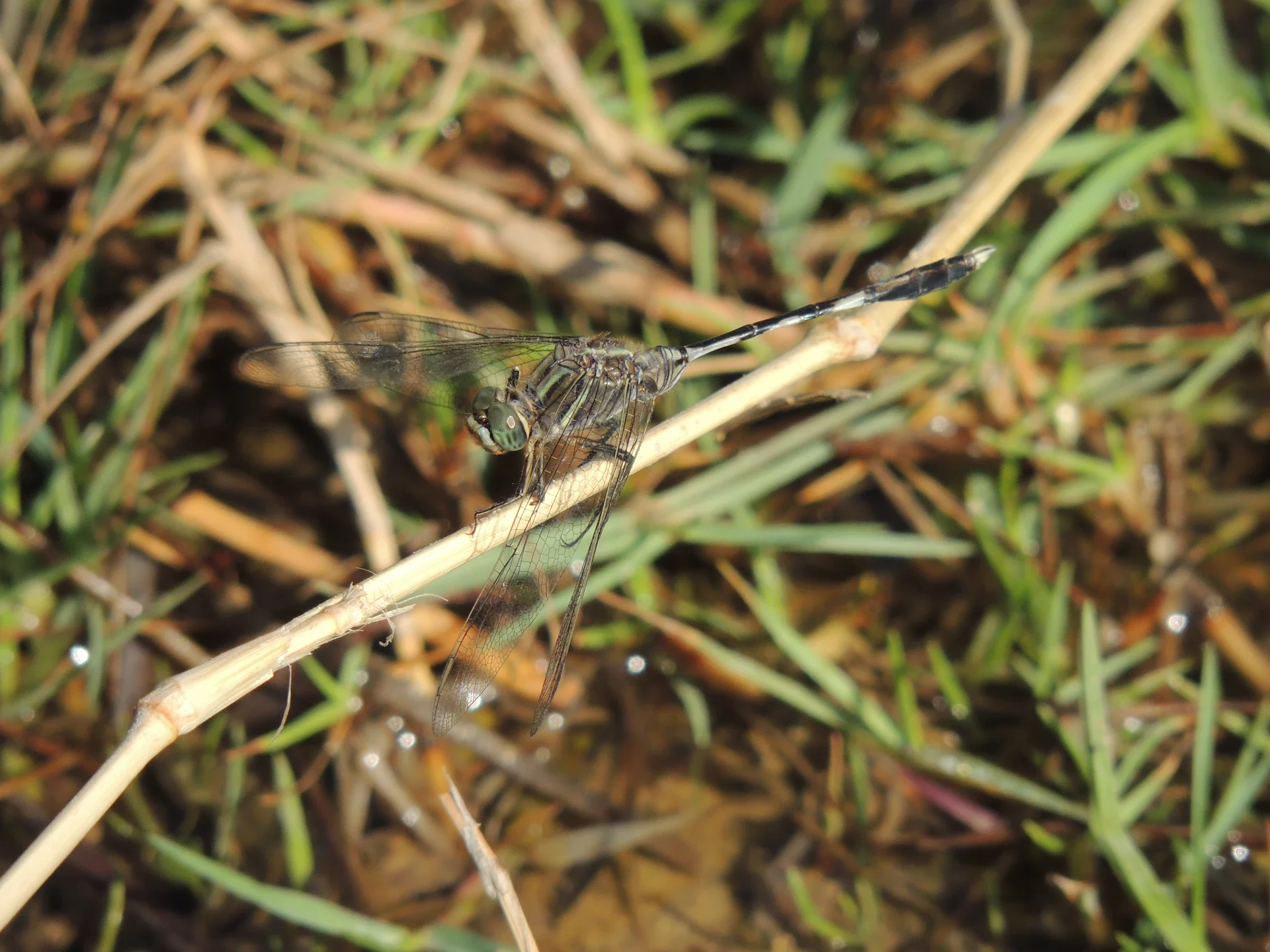 Biological Recording