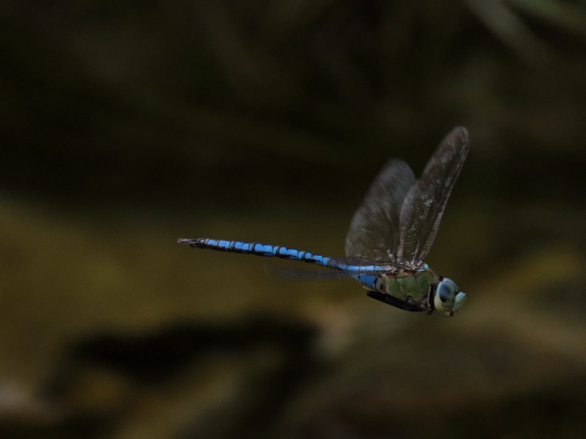 dragonfly-dhofar