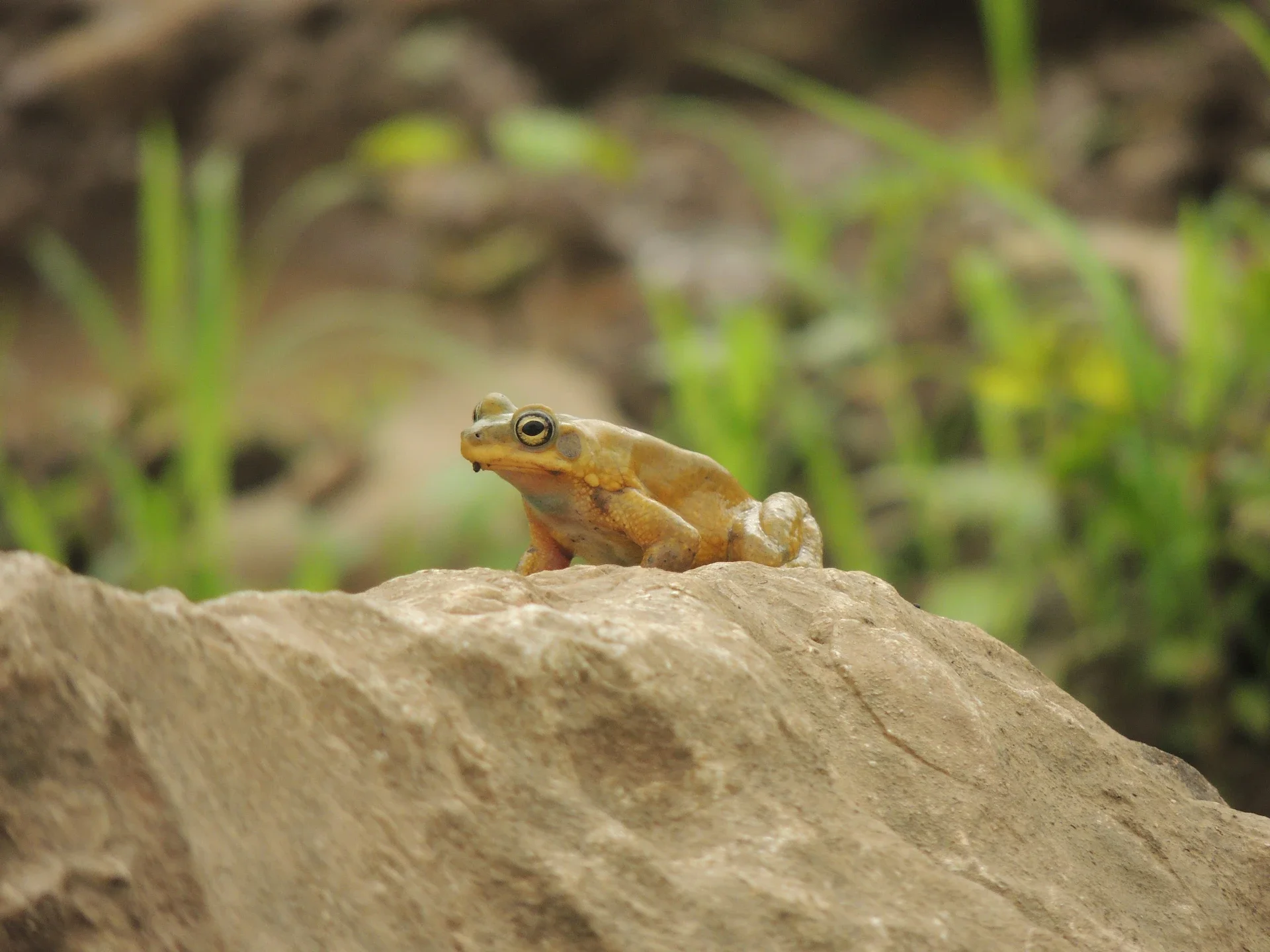 dhofar-toad.webp
